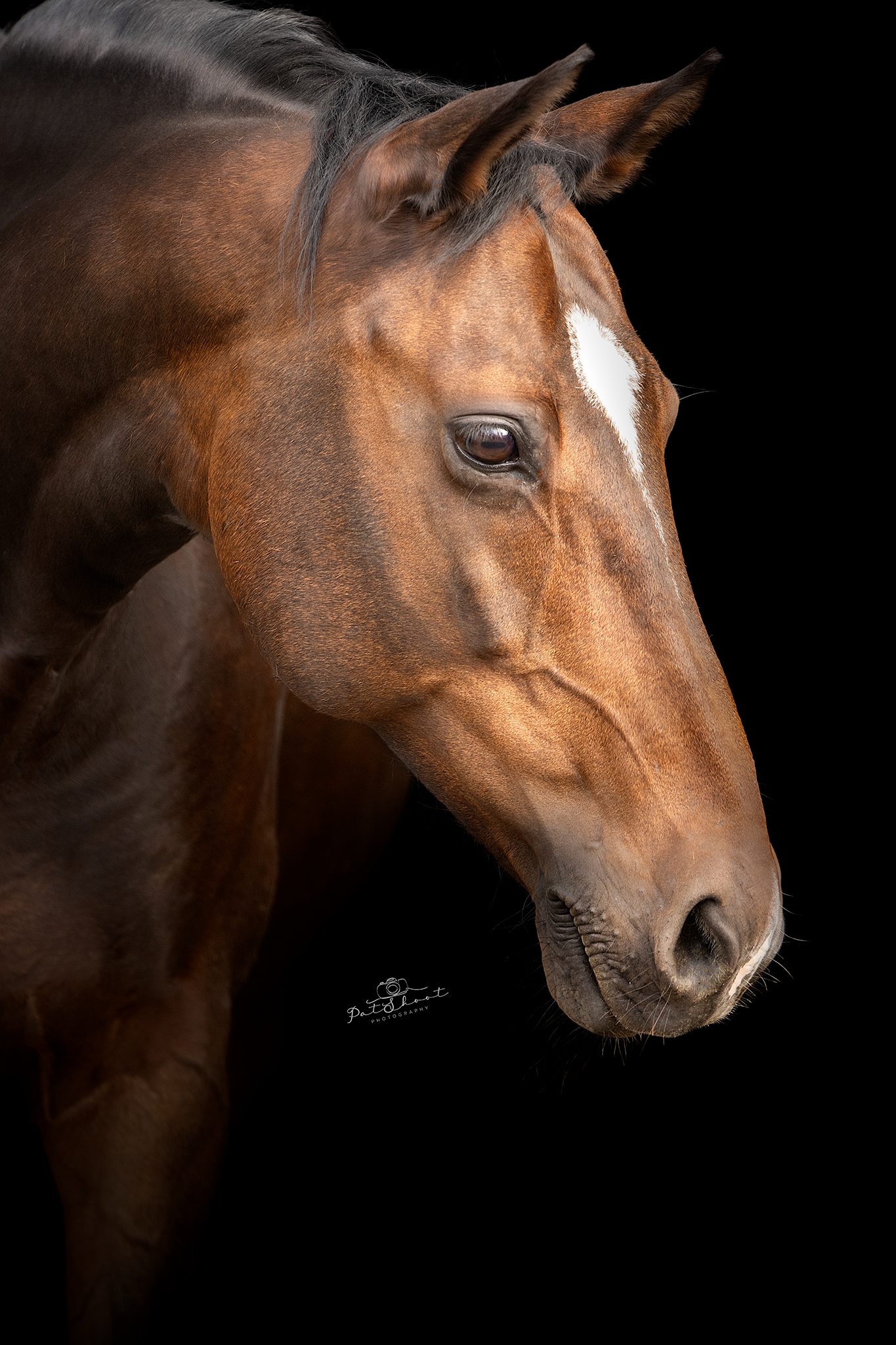 Bruin paard met een witte bles op zijn gezicht, afgebeeld tegen een zwarte achtergrond.