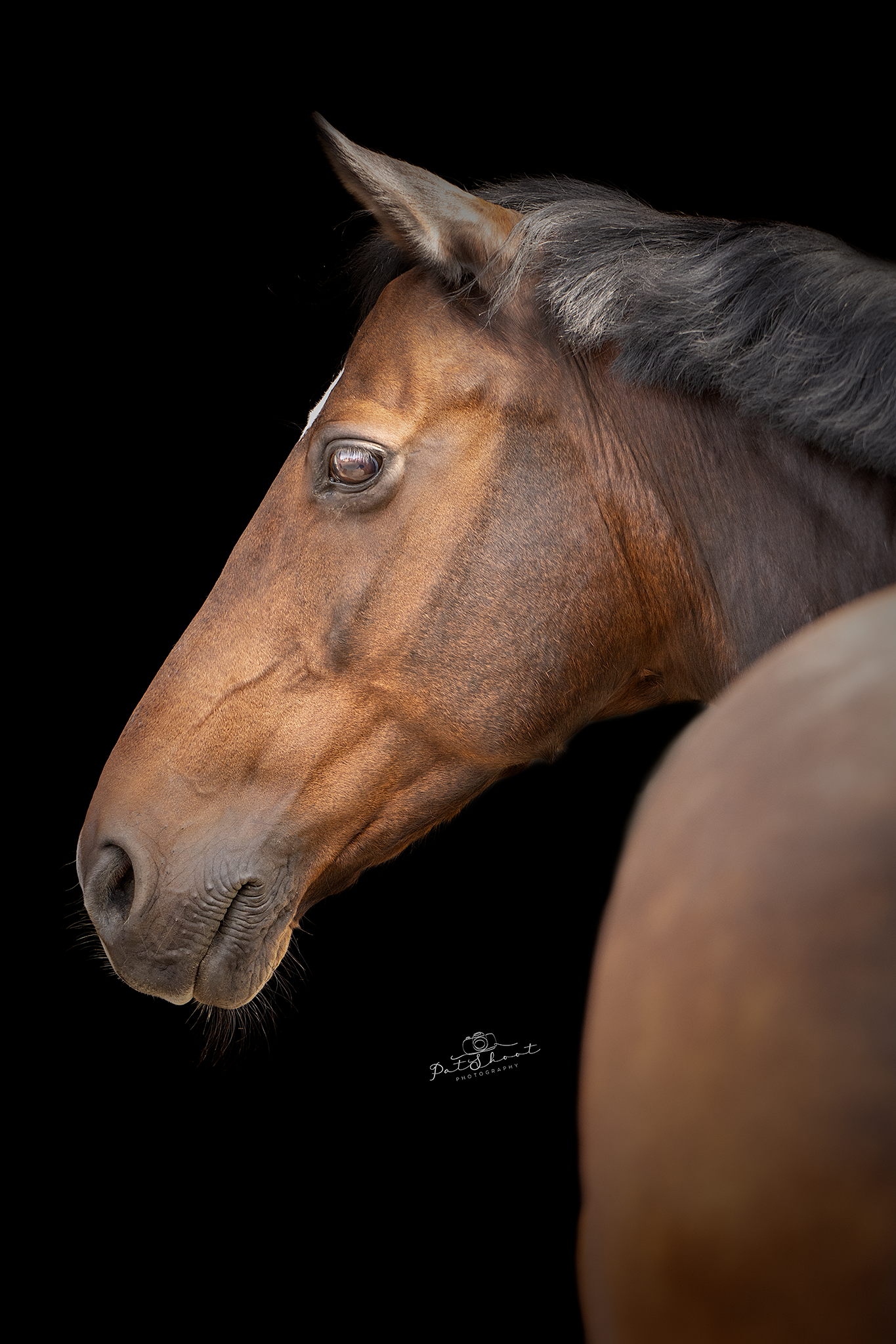 Bruin paardenhoofd in profiel tegen een zwarte achtergrond.
