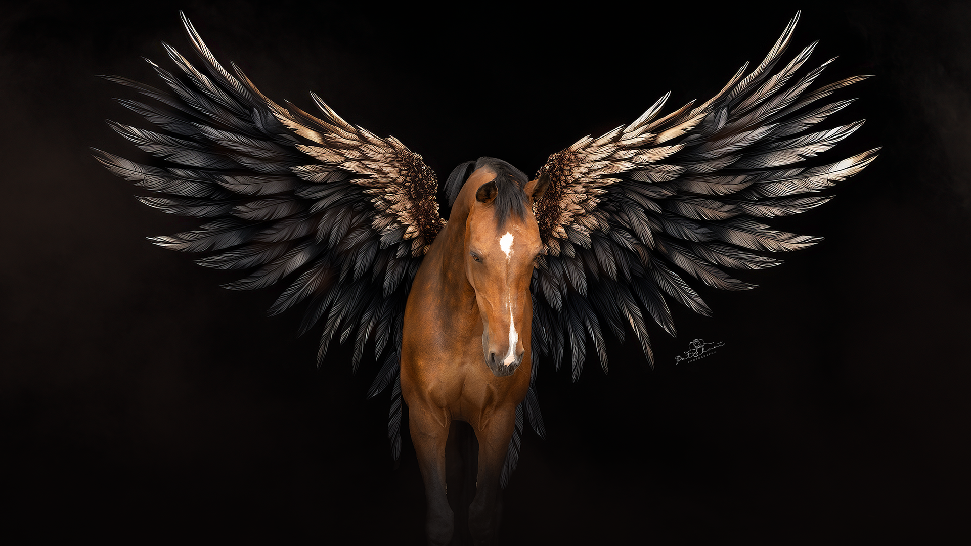 Bruin paard met grote zwart-gouden gevederde vleugels, afgebeeld tegen een donkere achtergrond.