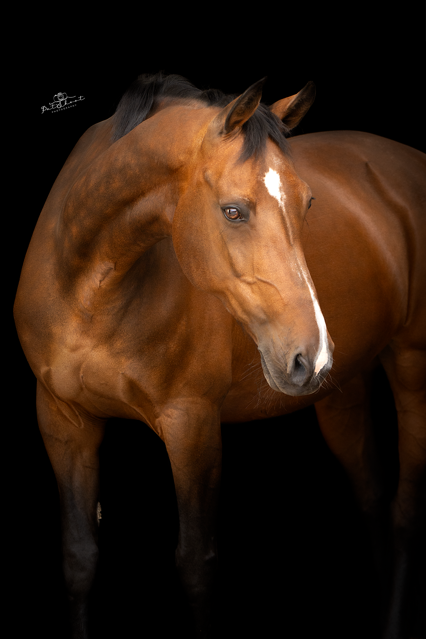 Bruin paard met een witte bles, zwarte manen en een nieuwsgierige uitdrukking, afgebeeld tegen een zwarte achtergrond.