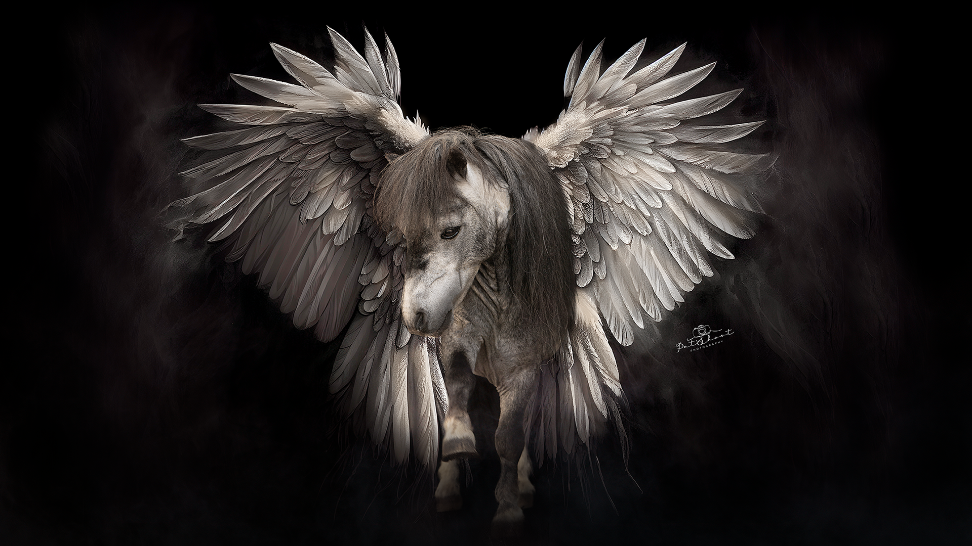 Pegasus met grote, gevederde vleugels tegen een donkere achtergrond, met gebogen kop, vooruitkijkend.