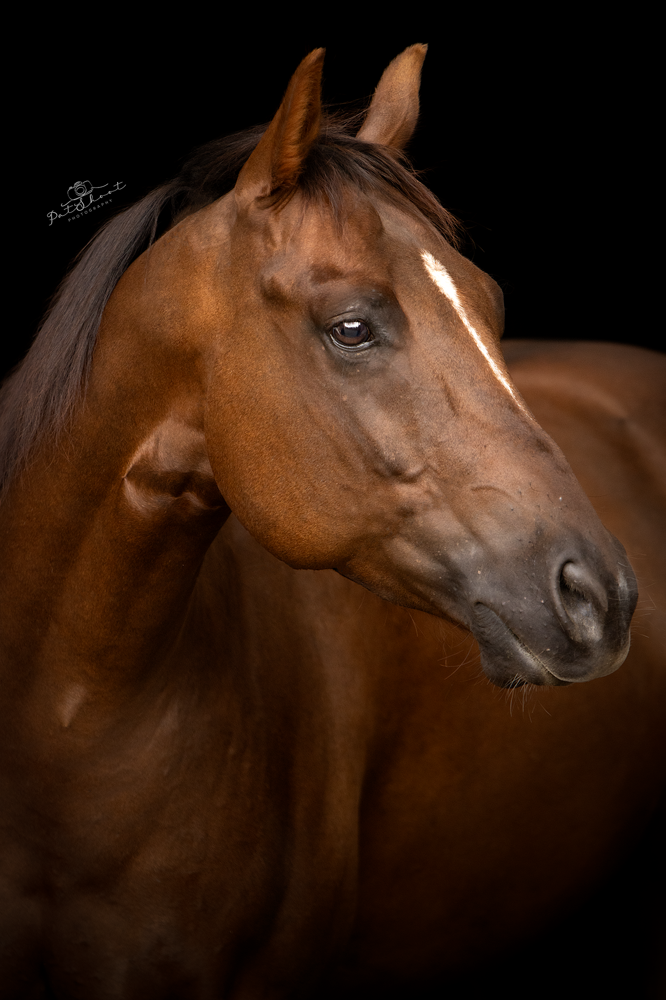 Bruin paard met een witte streep op zijn gezicht tegen een zwarte achtergrond.