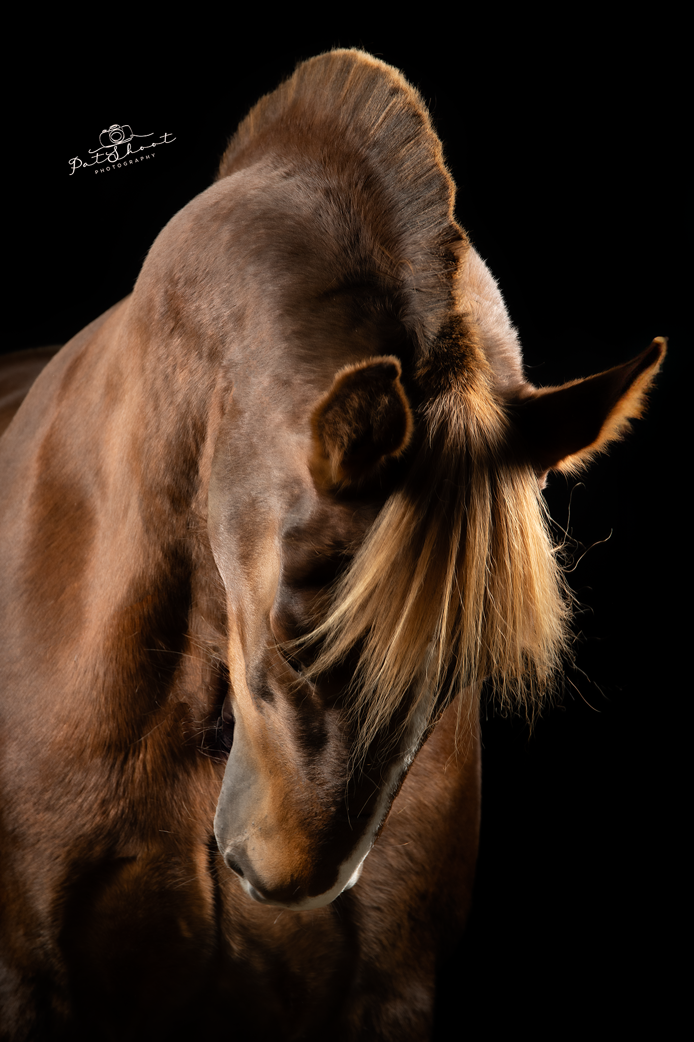 Bruin paard met blonde manen, hoofd naar beneden, tegen een zwarte achtergrond.