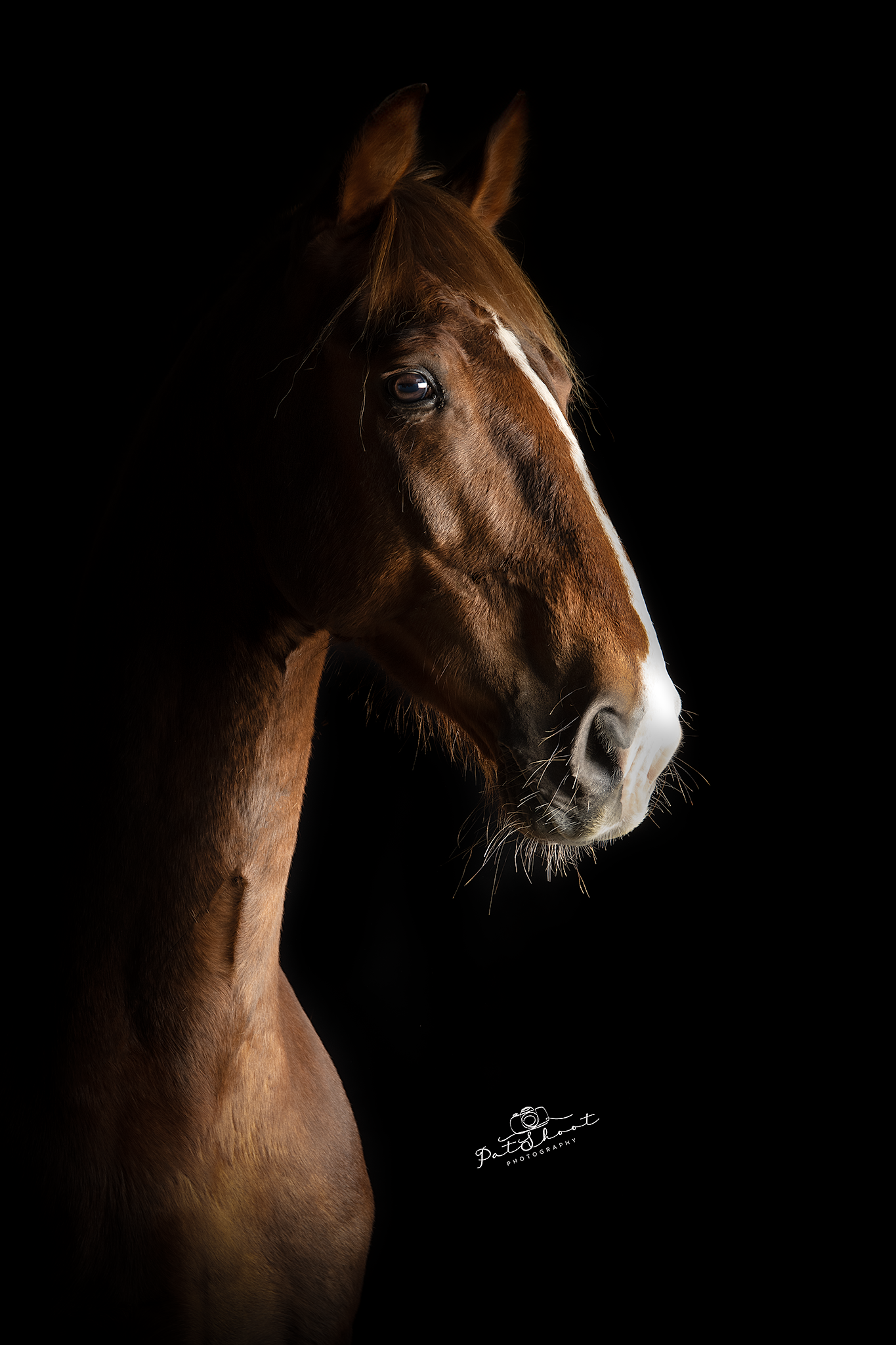 Bruin paardenhoofd tegen een zwarte achtergrond, met witte gezichtsmarkeringen en waterdruppels.
