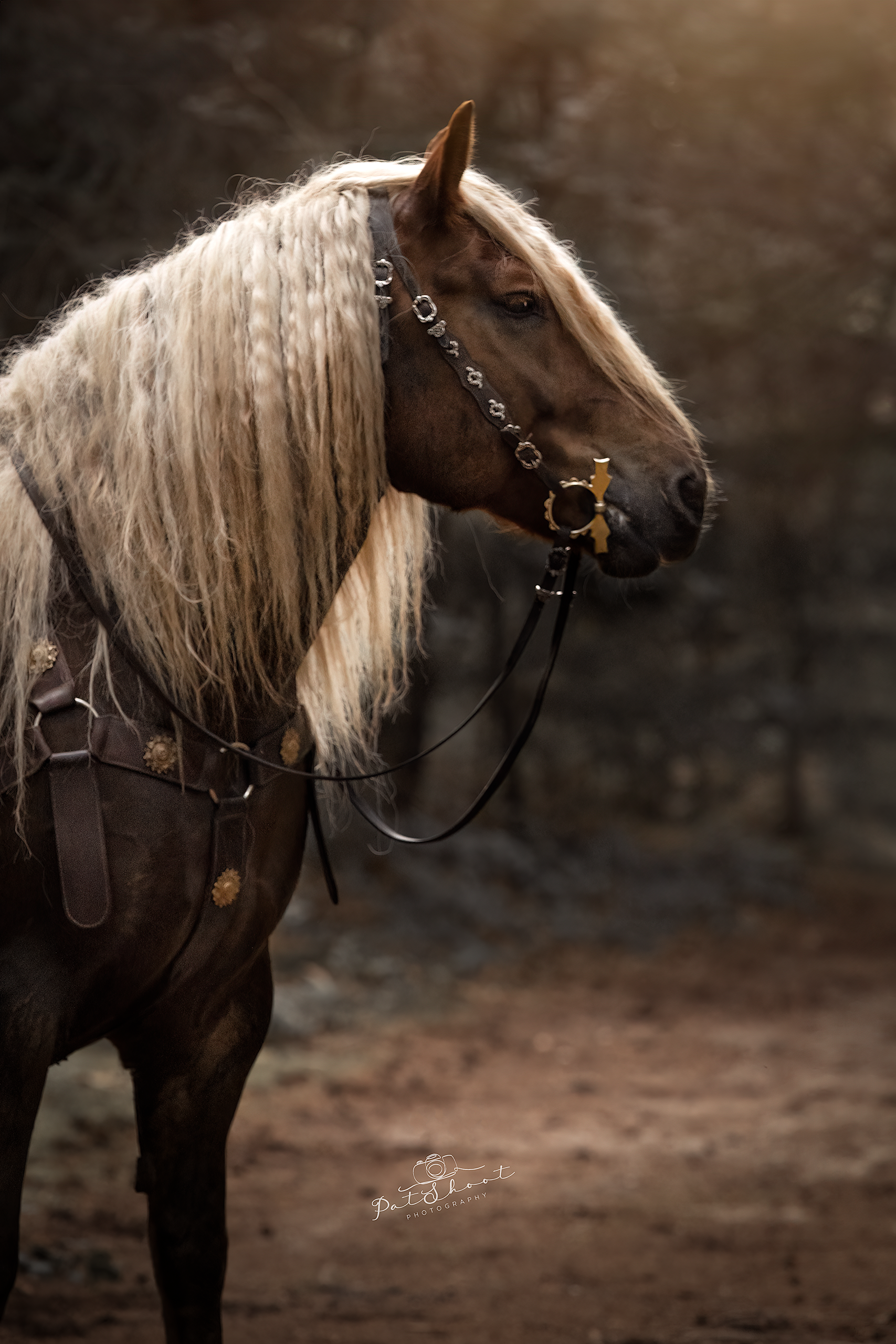 Paard met lange, blonde manen en een hoofdstel. Bruin lichaam, staand voor een wazige achtergrond.