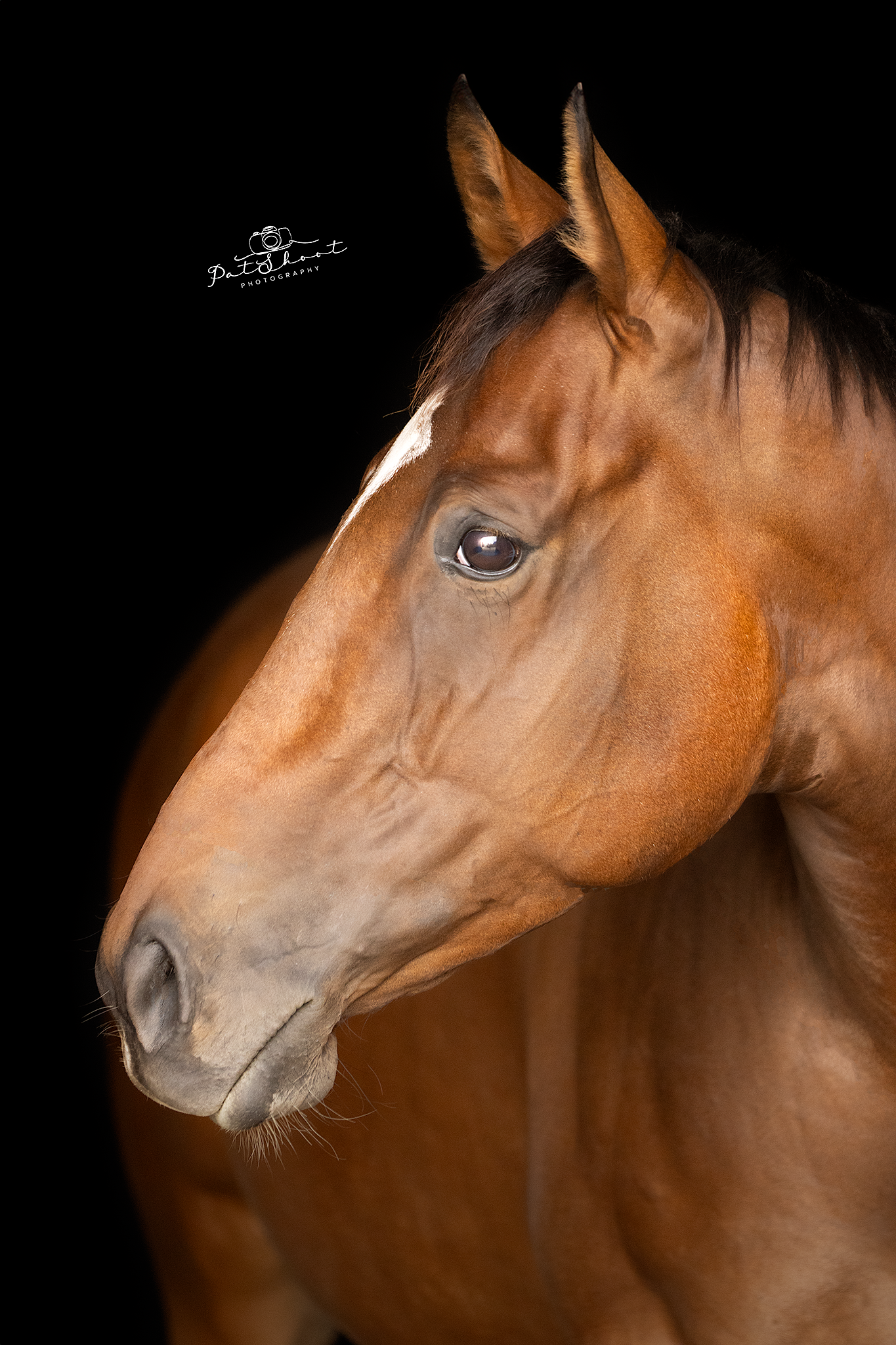 Bruin paardenhoofd en -schouders, witte bles op het gezicht, tegen een zwarte achtergrond.