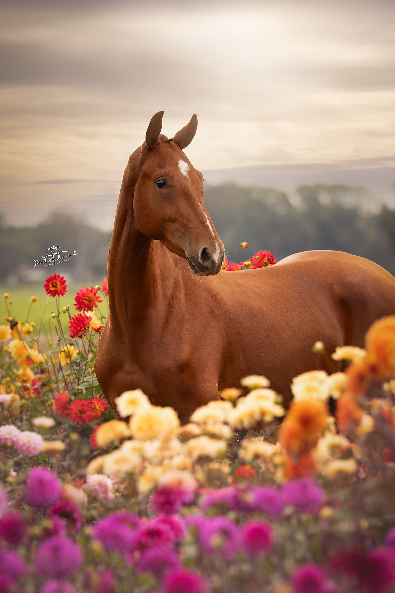Een kastanjebruin paard rust in een veld vol kleurrijke bloemen, onder een bewolkte hemel.
