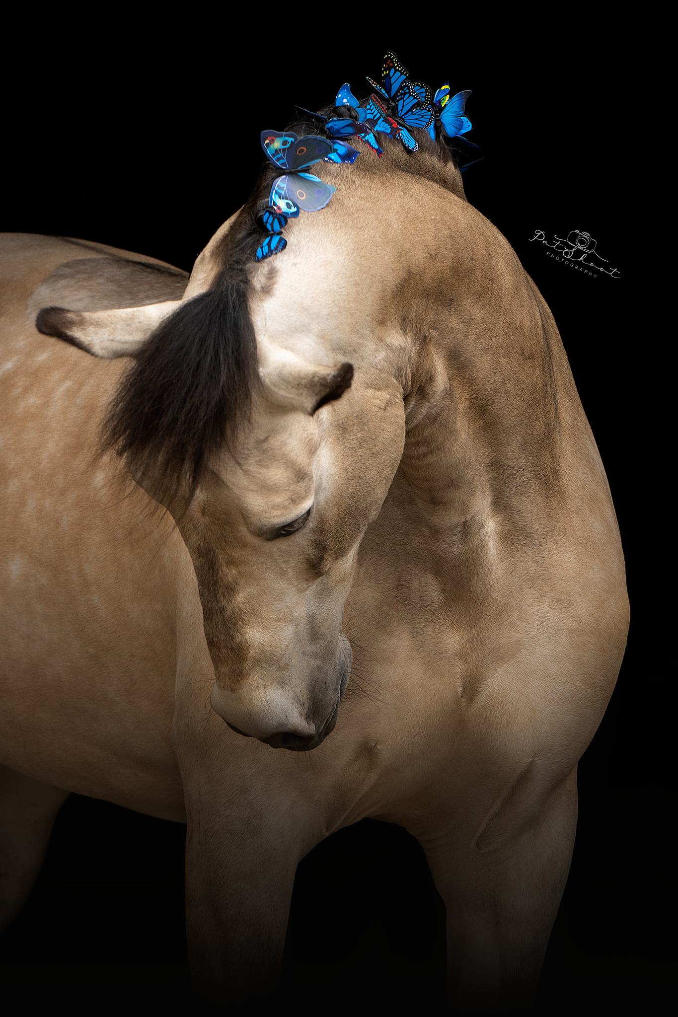 Paard met een lichtbruine vacht, donkere manen en blauwe versieringen op zijn hoofd, afgebeeld tegen een zwarte achtergrond.
