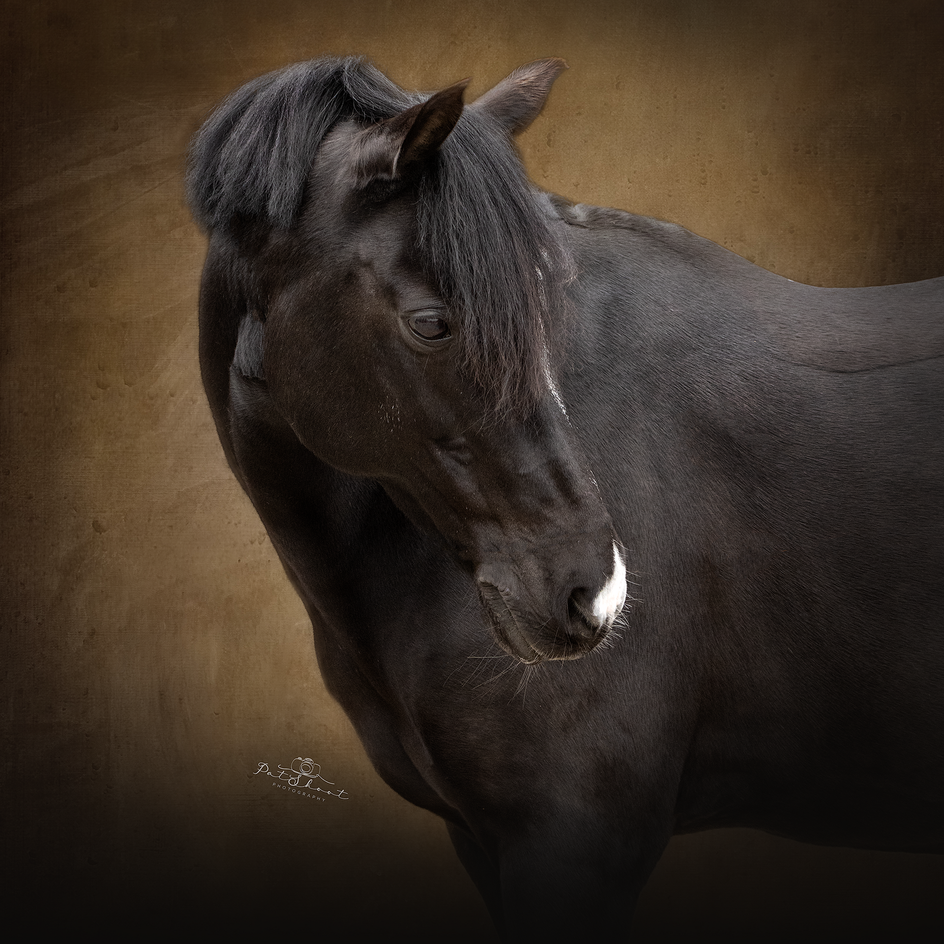 Zwart paard met manen en witte snuit op een bruine achtergrond.