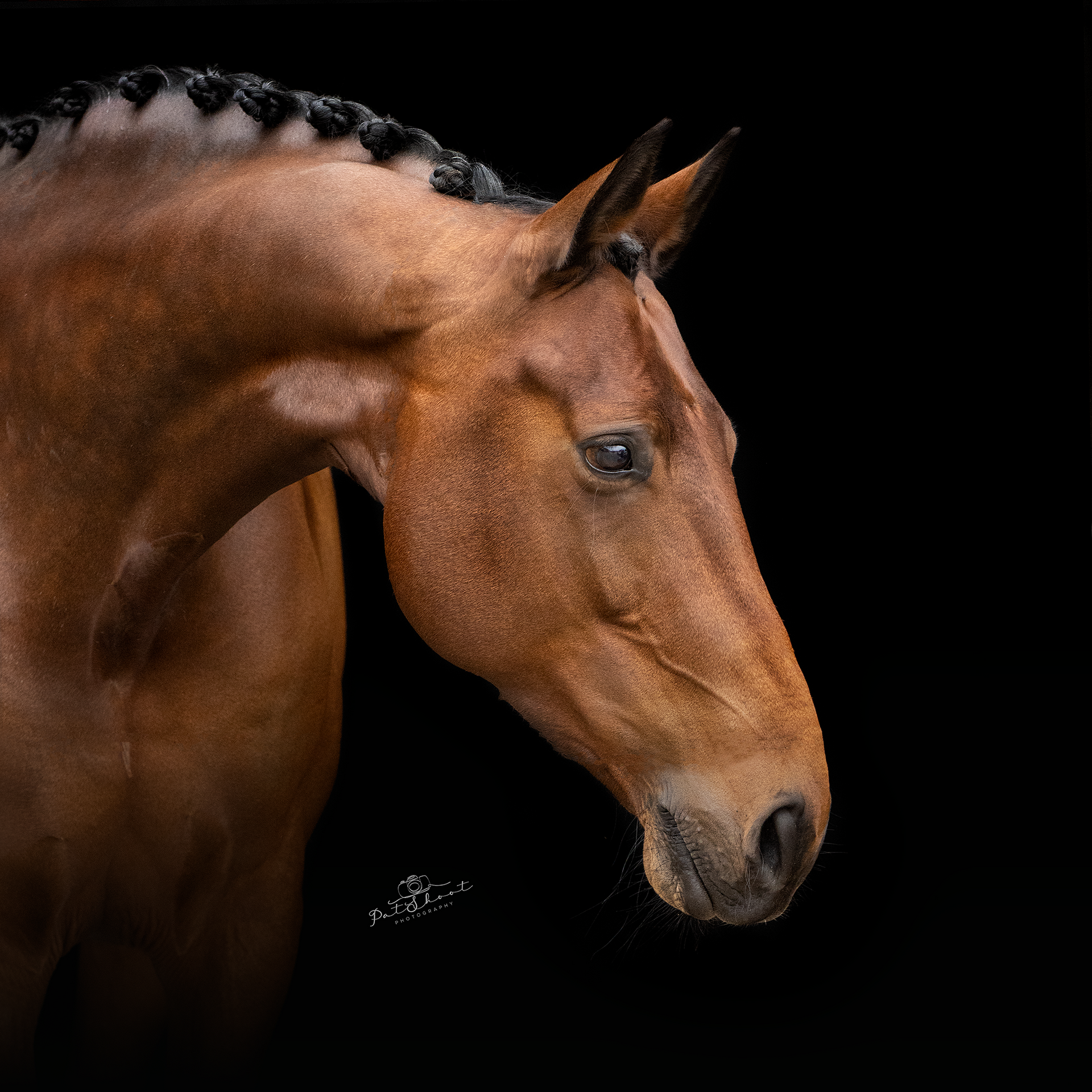 Bruin paard met gevlochten manen tegen een zwarte achtergrond.