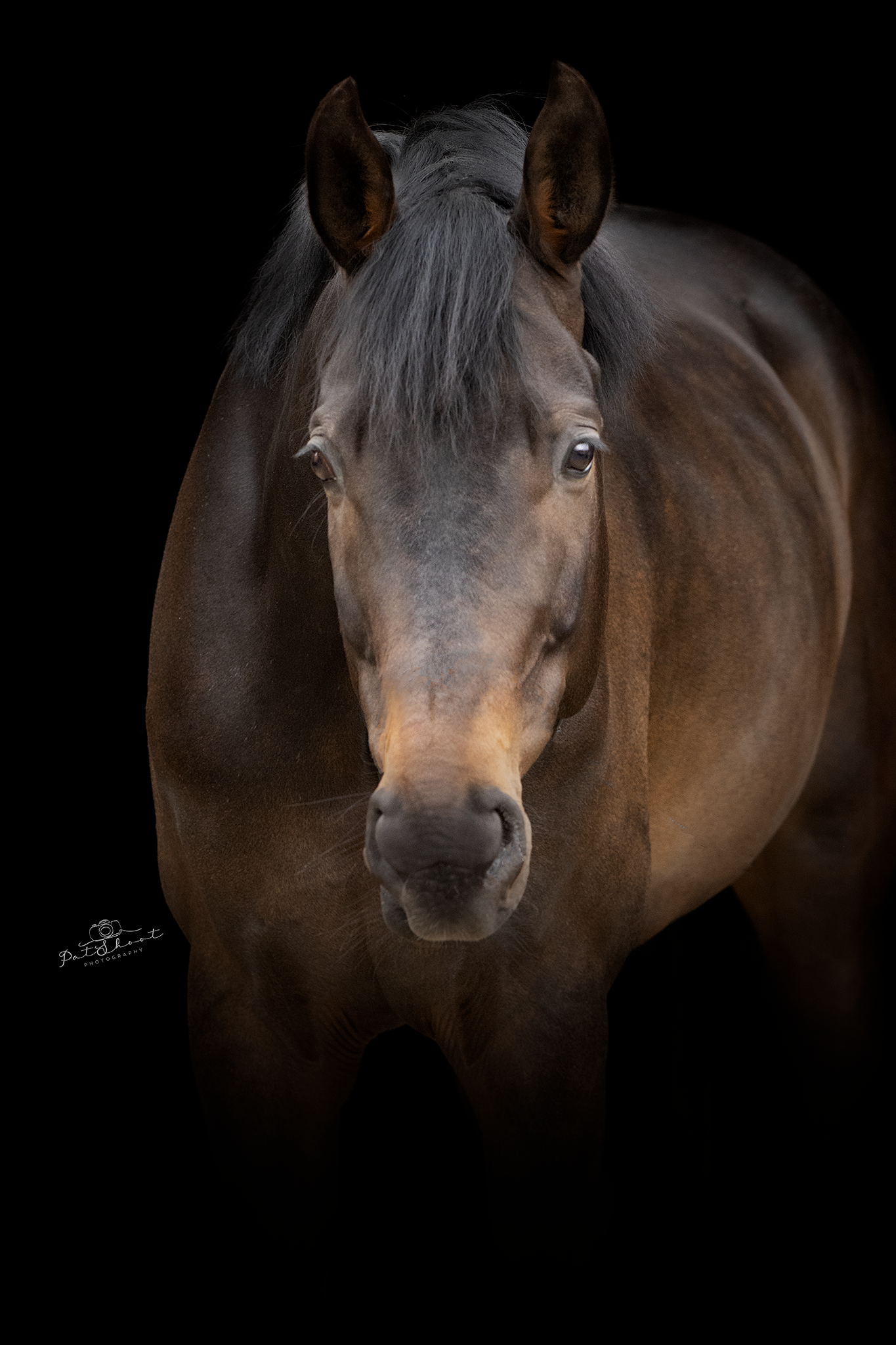 Bruin paard met donkere manen en oren, gecentreerd voor een zwarte achtergrond.