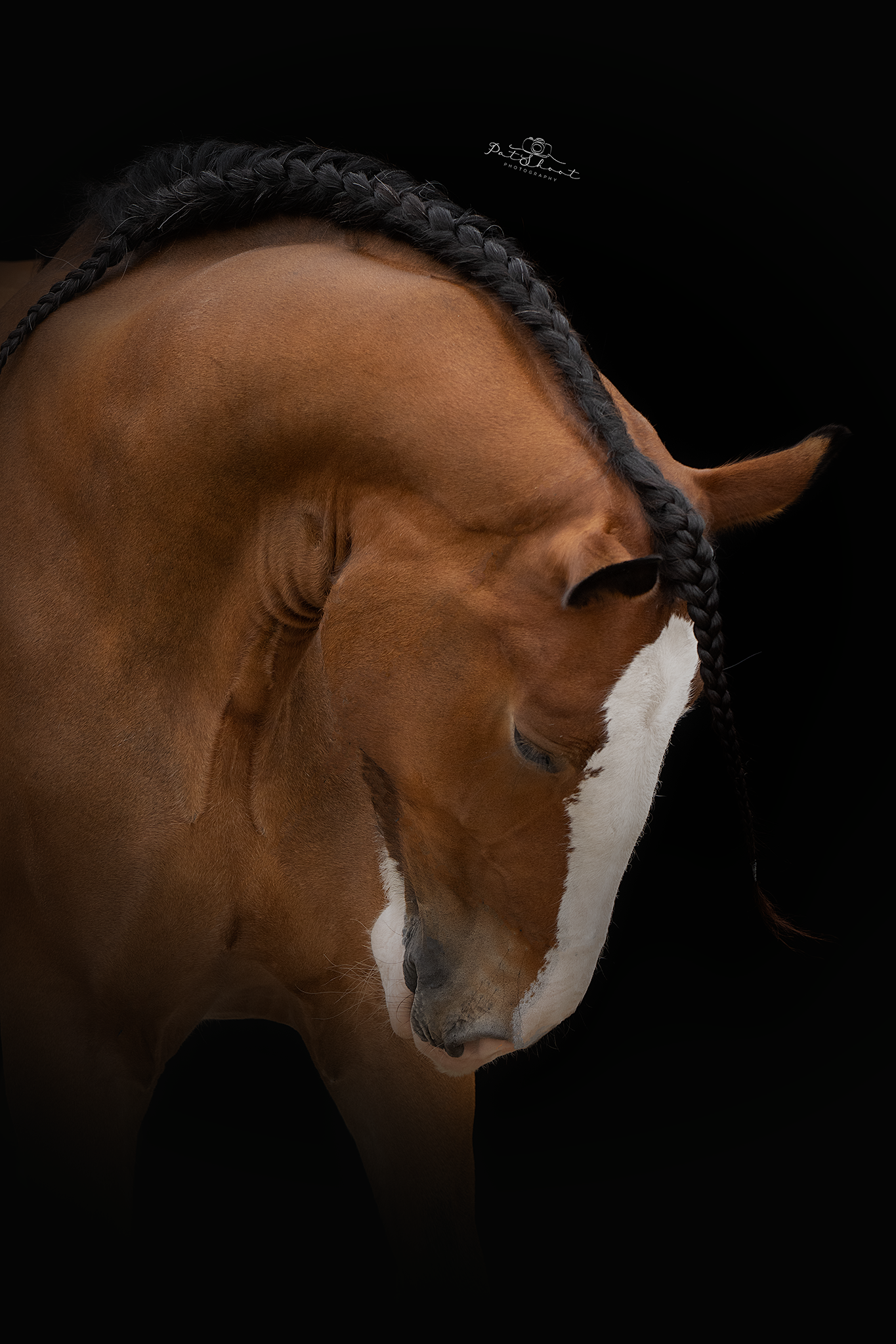 Bruin paard met gevlochten manen en witte bles, op een zwarte achtergrond.
