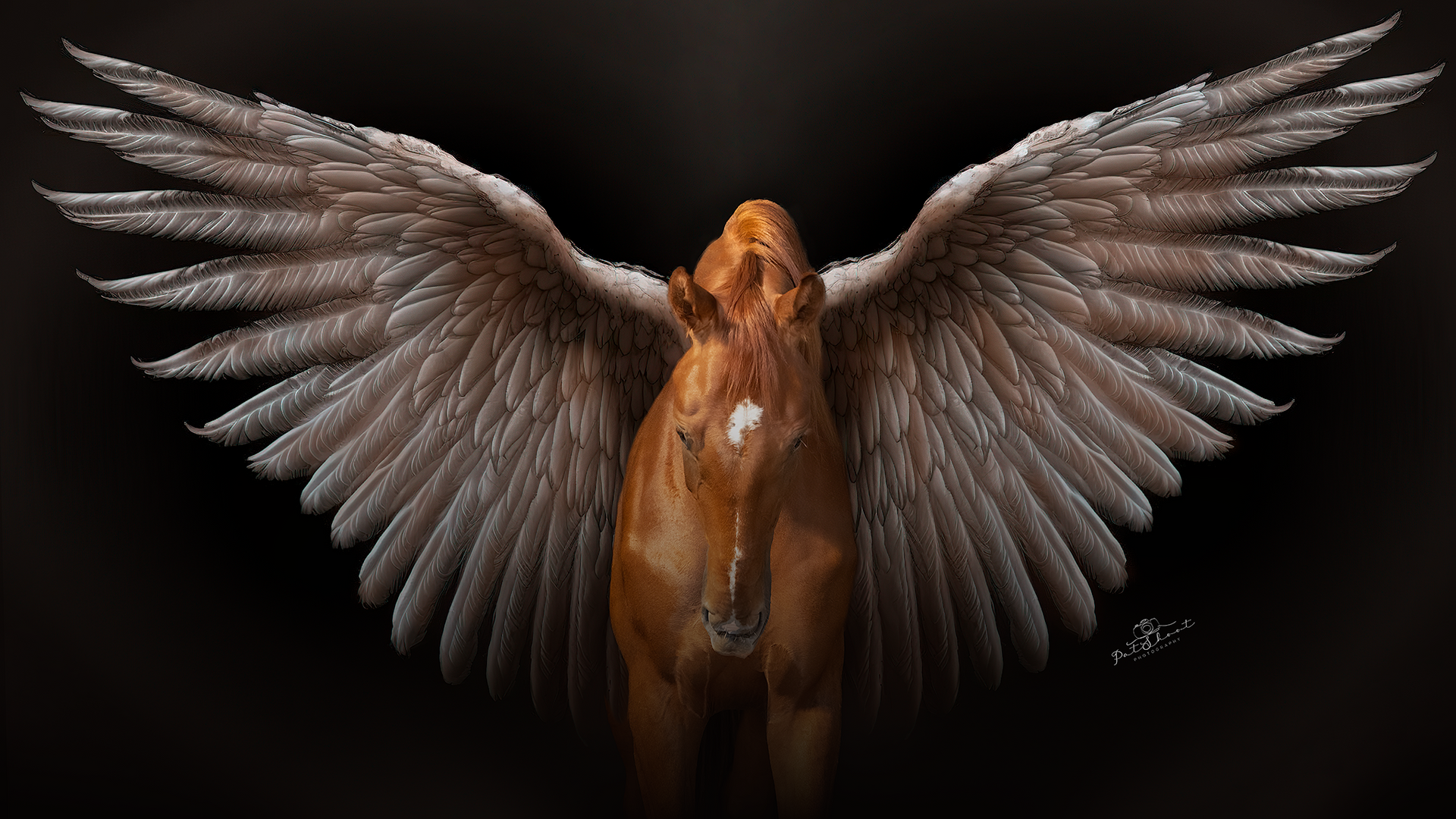 Een bruin paard met grote, gevederde vleugels, staand tegen een donkere achtergrond.