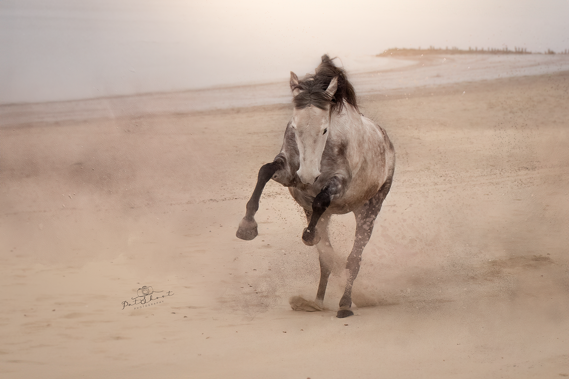 Een paard dat steigerend op een zandstrand staat en zand opwerpt.
