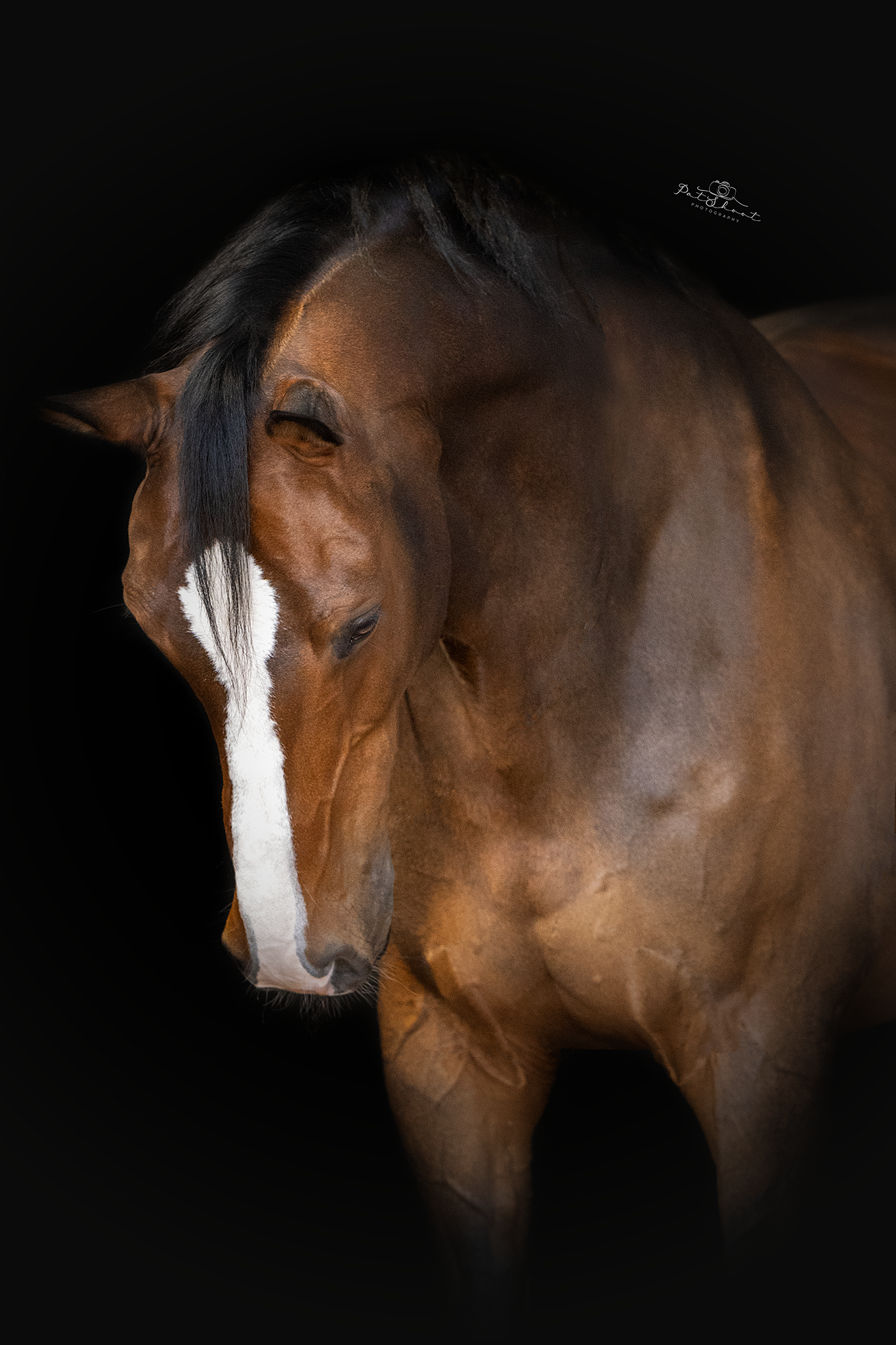 Bruin paard met een witte bles en zwarte manen, naar beneden kijkend, tegen een zwarte achtergrond.
