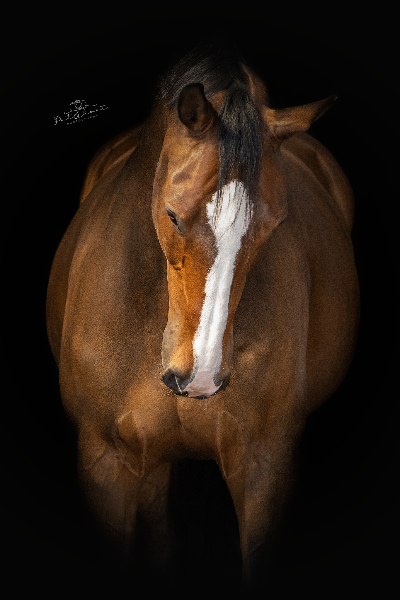 Bruin paard met een witte bles op een zwarte achtergrond, hoofd gebogen.