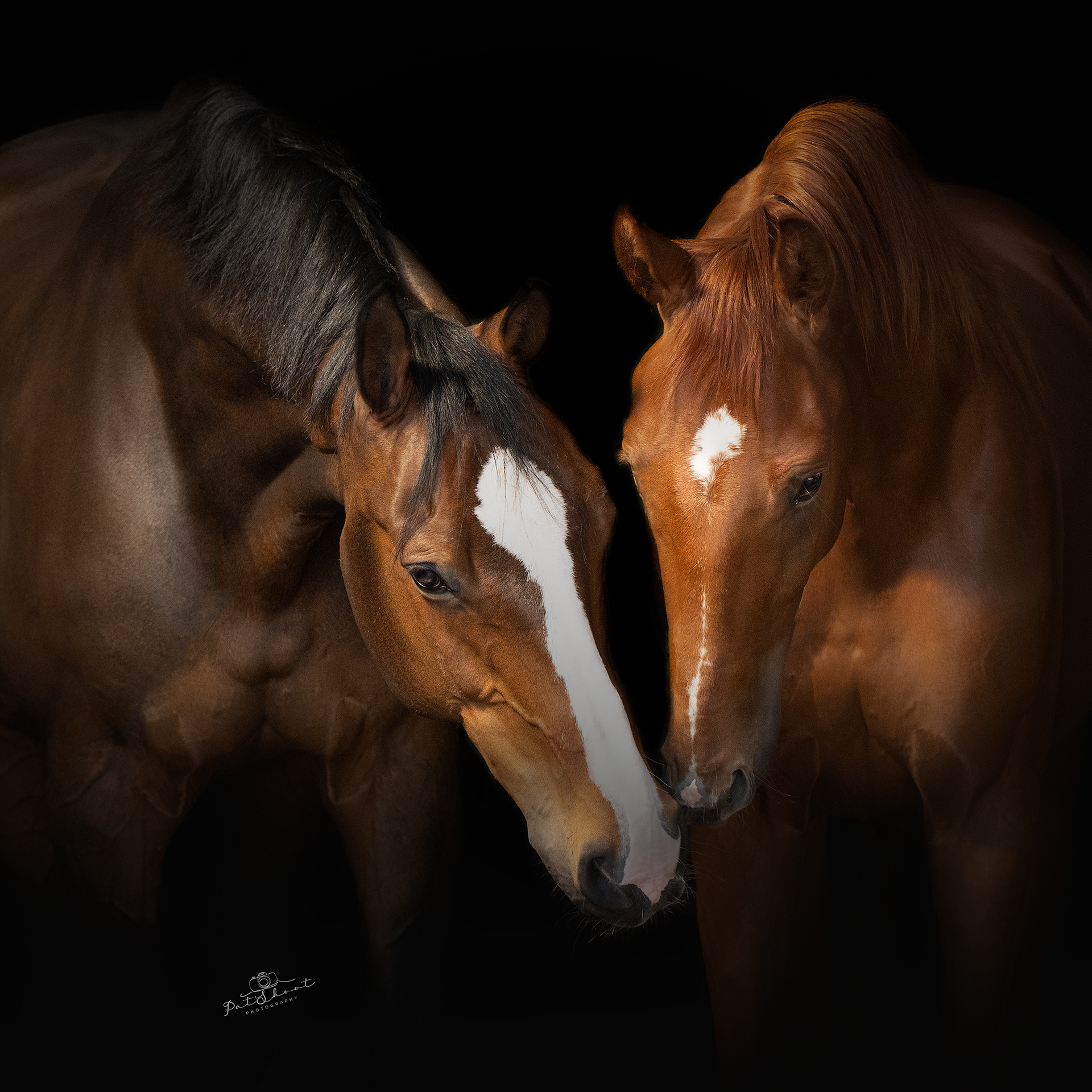 Twee bruine paarden met witte aftekeningen op hun gezicht die elkaar snuiten, tegen een zwarte achtergrond.