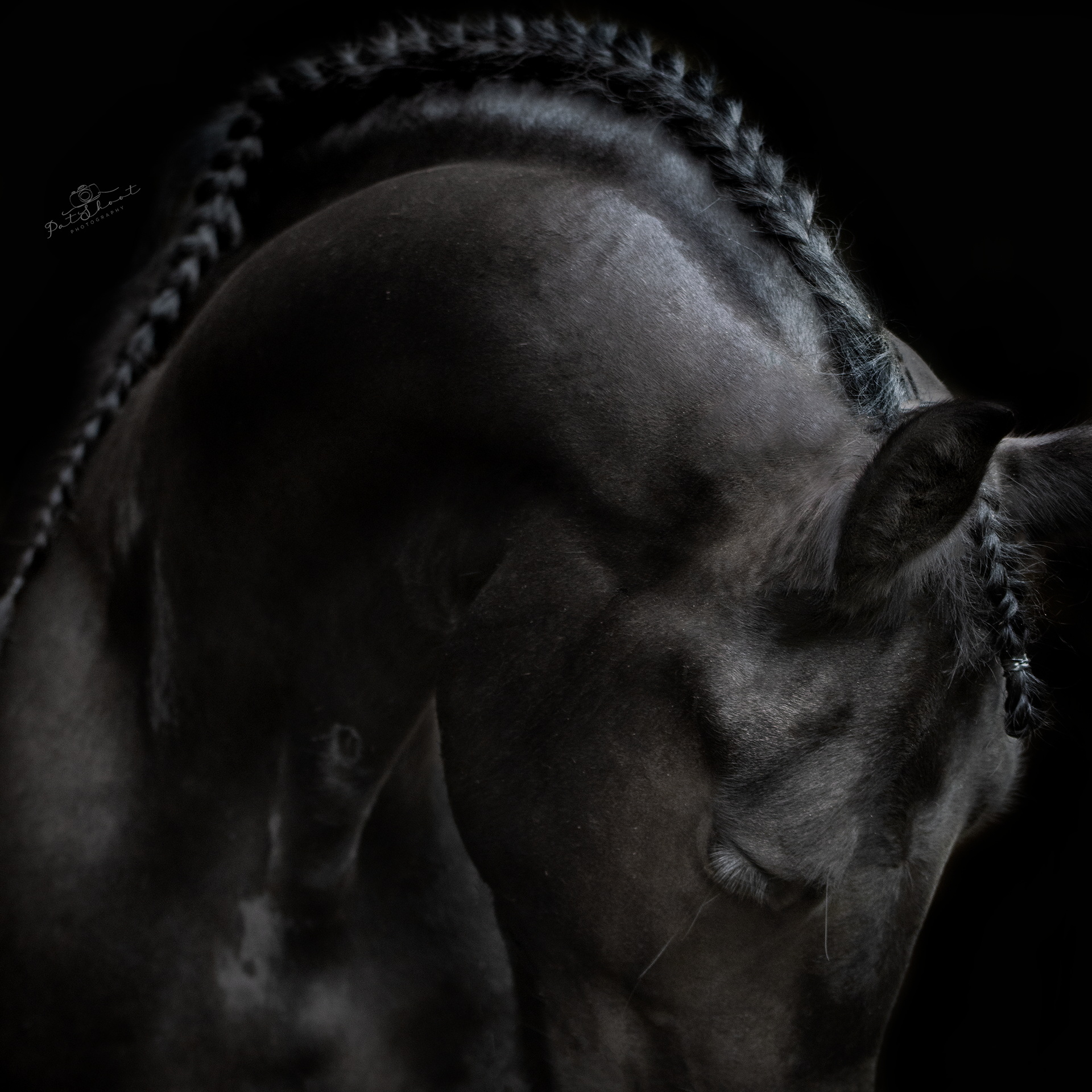 Zwart paard met gevlochten manen, hoofd gebogen tegen een donkere achtergrond.