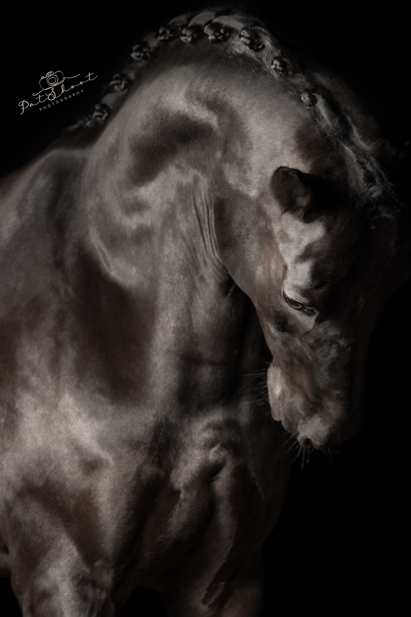 Zwart paard met gevlochten manen, hoofd gebogen tegen een donkere achtergrond.