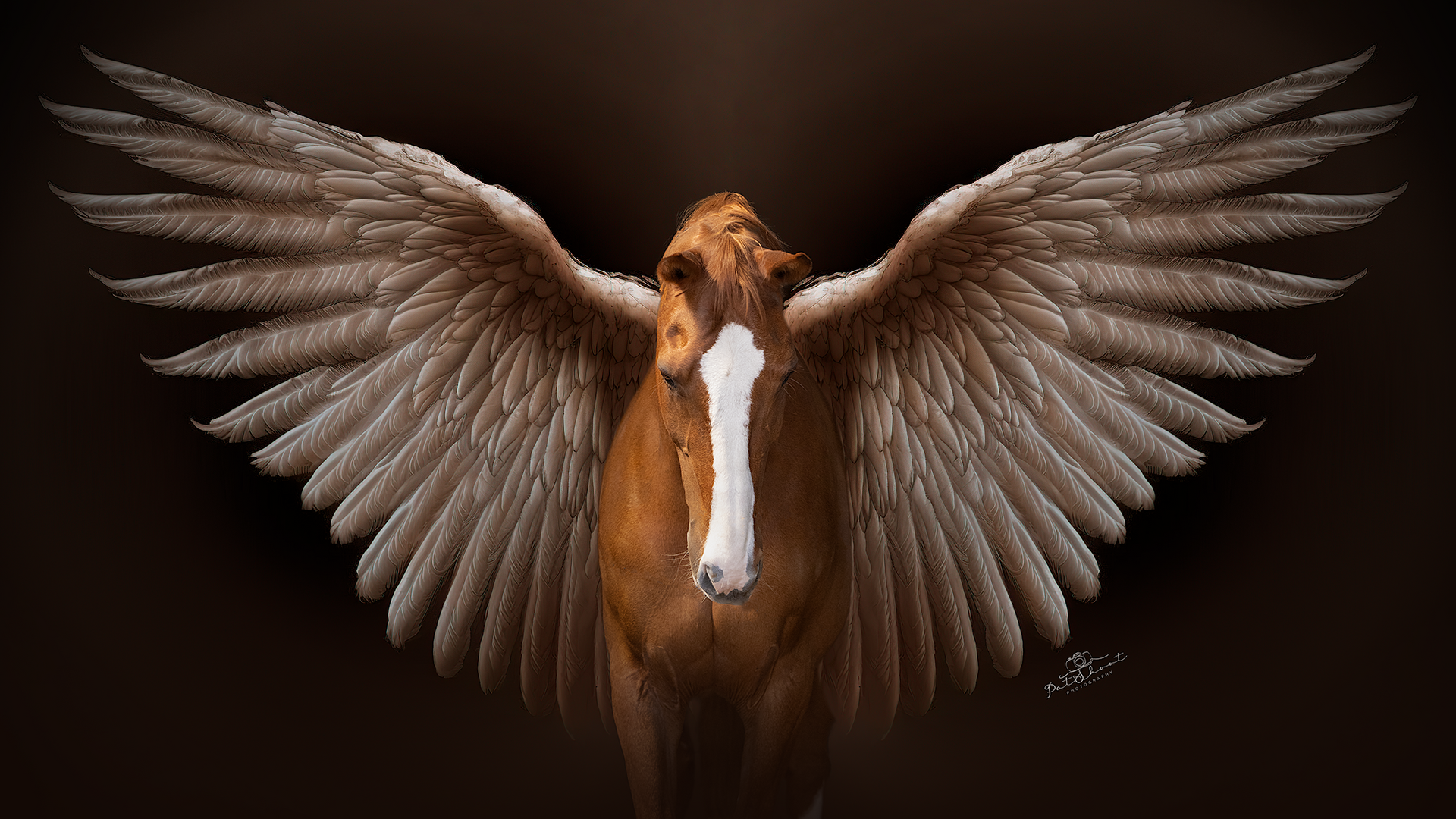 Bruin paard met grote, uitgestrekte gevederde vleugels tegen een donkere achtergrond.