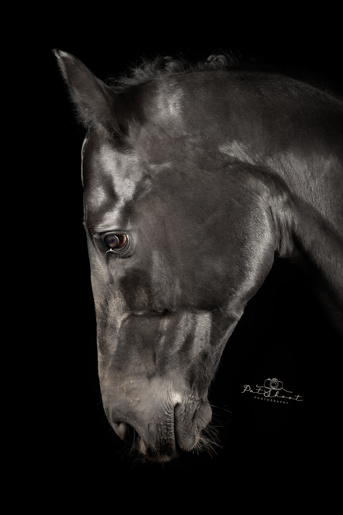 Een zwart paardenhoofd in profiel tegen een zwarte achtergrond, met zichtbaar oog en glanzende vacht.