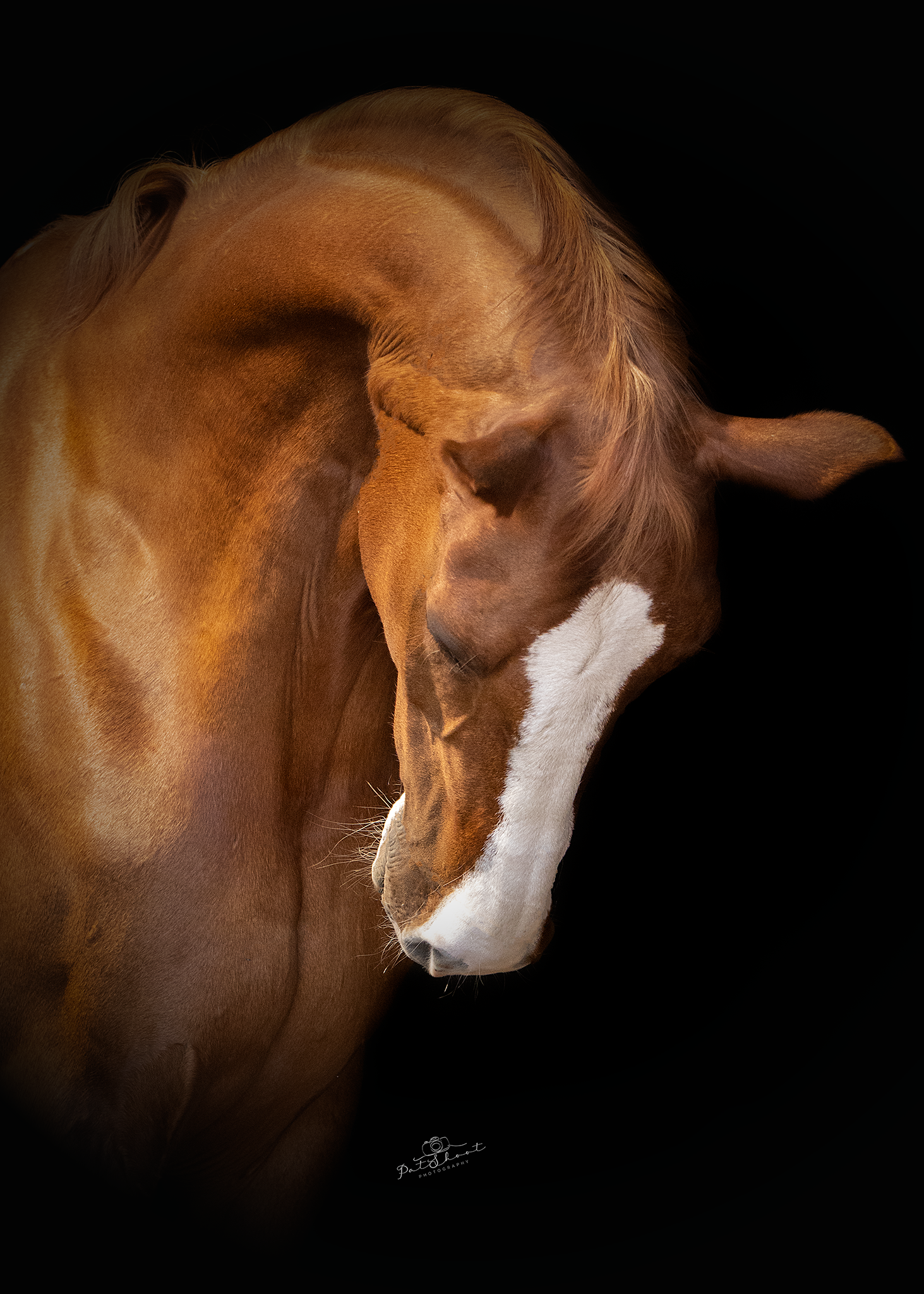 Kastanjebruin paard, met gebogen hoofd en witte bles op het gezicht, tegen een zwarte achtergrond.