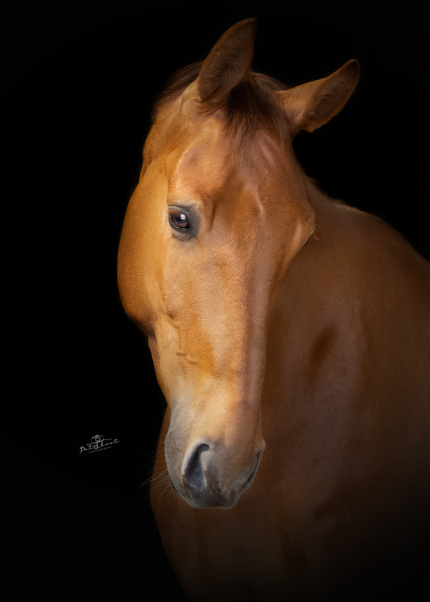 Een bruin paard, hoofd in profiel, tegen een zwarte achtergrond.