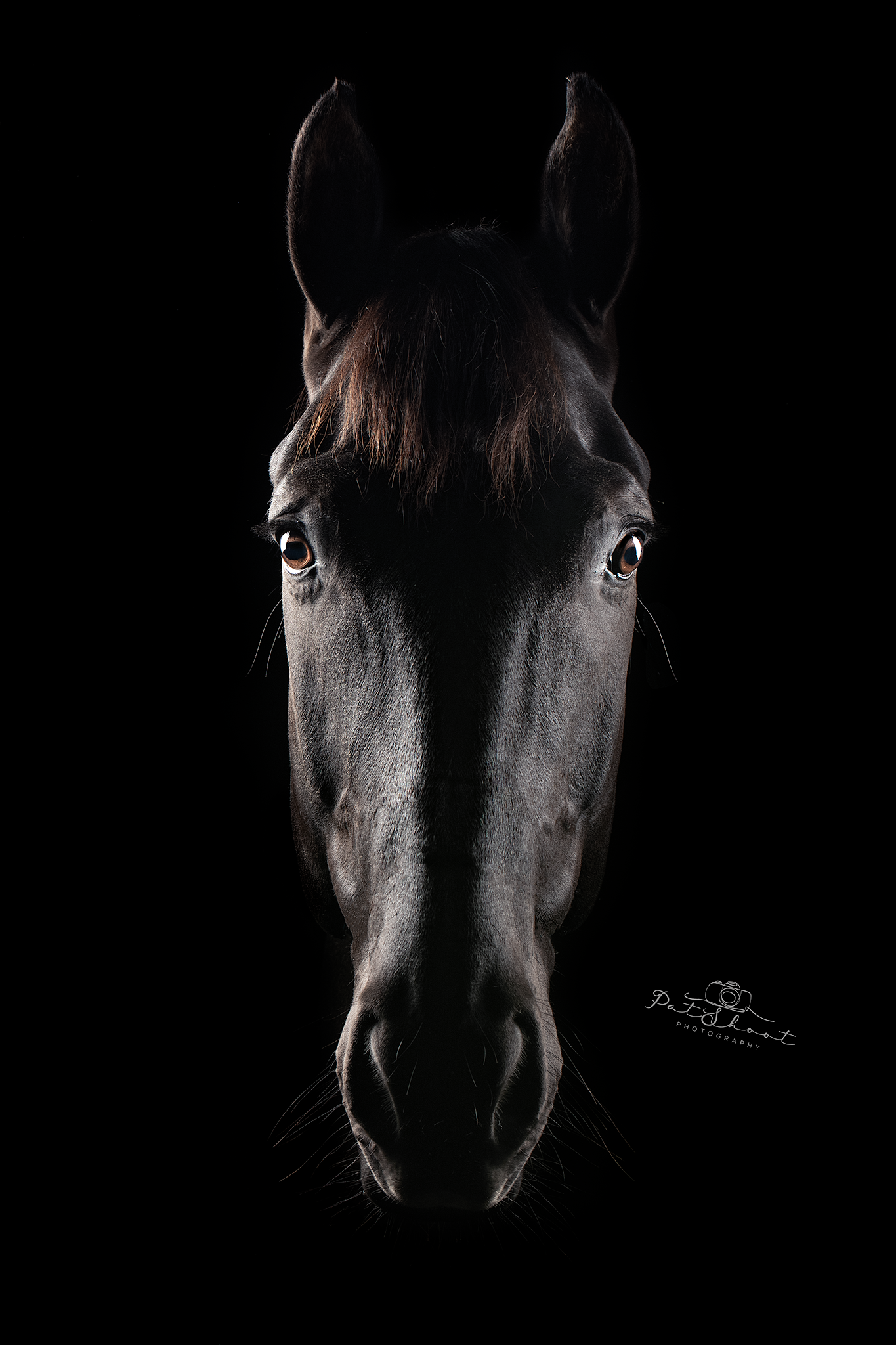 Zwarte paardenkop, met verlichte ogen en snuit, tegen een donkere achtergrond.