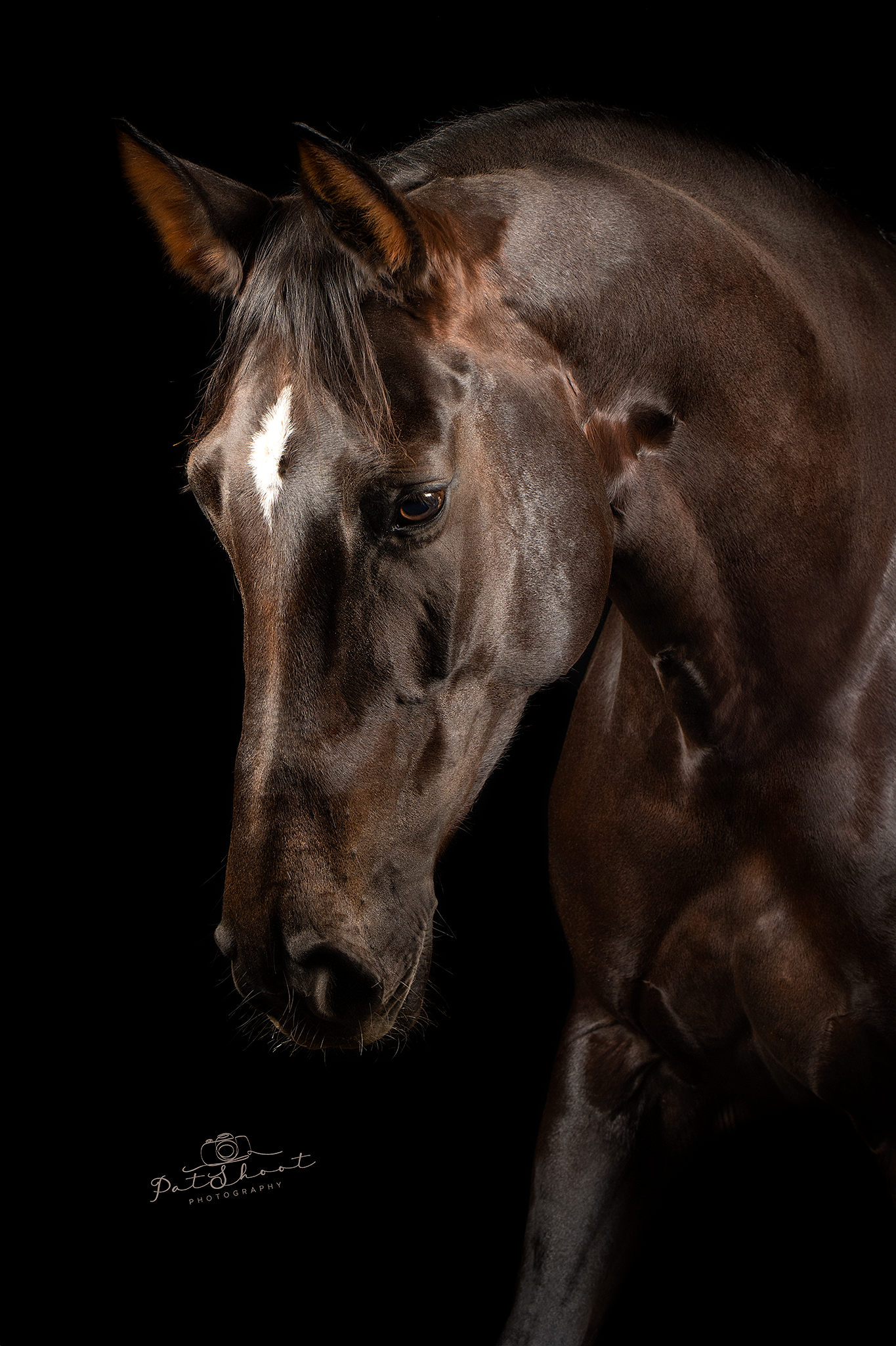 Donkerbruin paard met een witte ruitvormige bles op zijn gezicht, tegen een zwarte achtergrond.