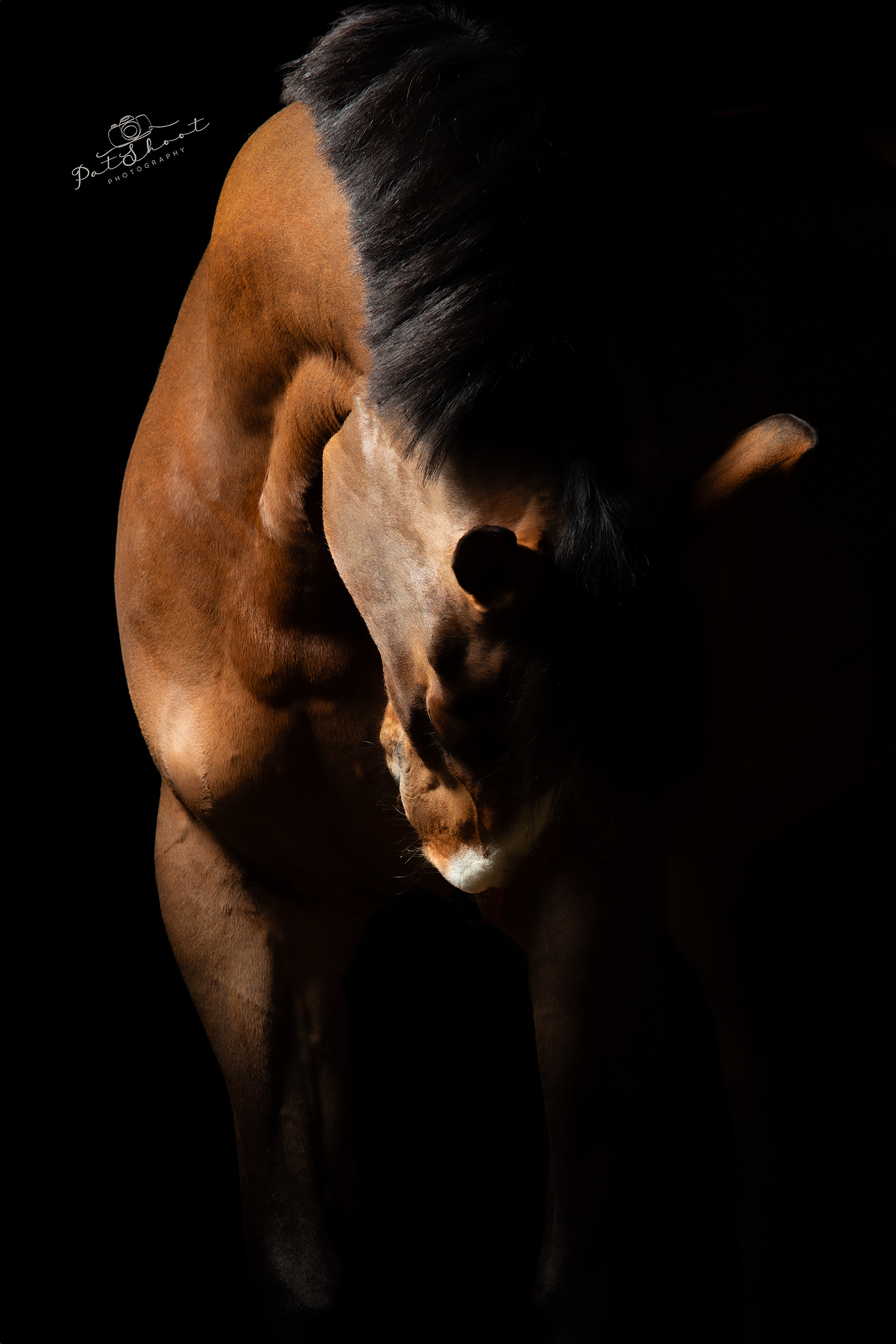 Bruin paard in de schaduw, hoofd gebogen, zwarte manen.