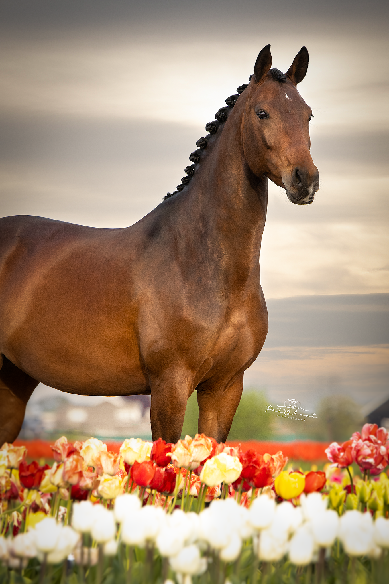 Een bruin paard staat naast een perk met kleurrijke tulpen, onder een bewolkte hemel.