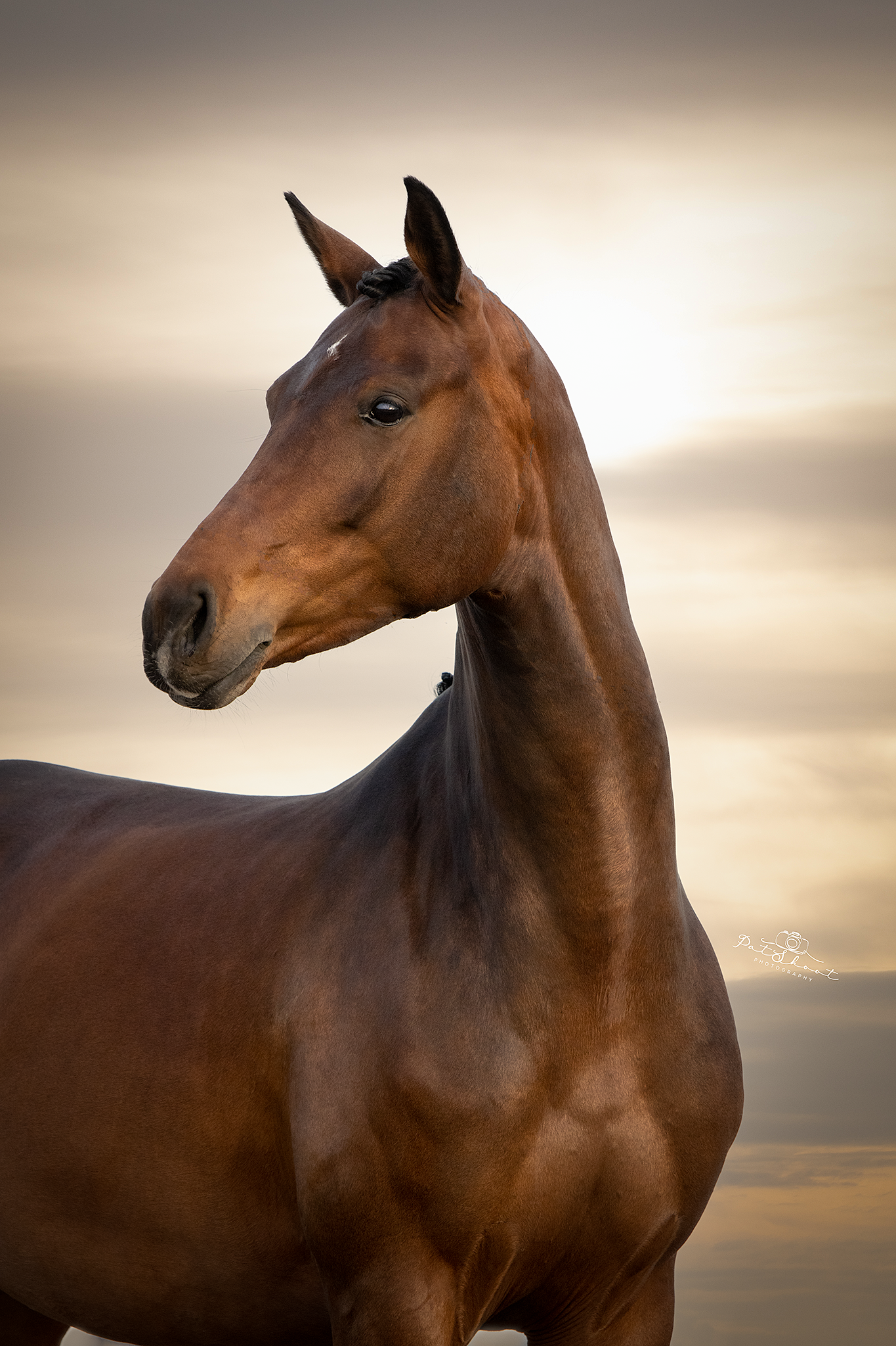 Bruin paard met een lange hals, kijkend naar links, tegen een wazige, gouden hemel.