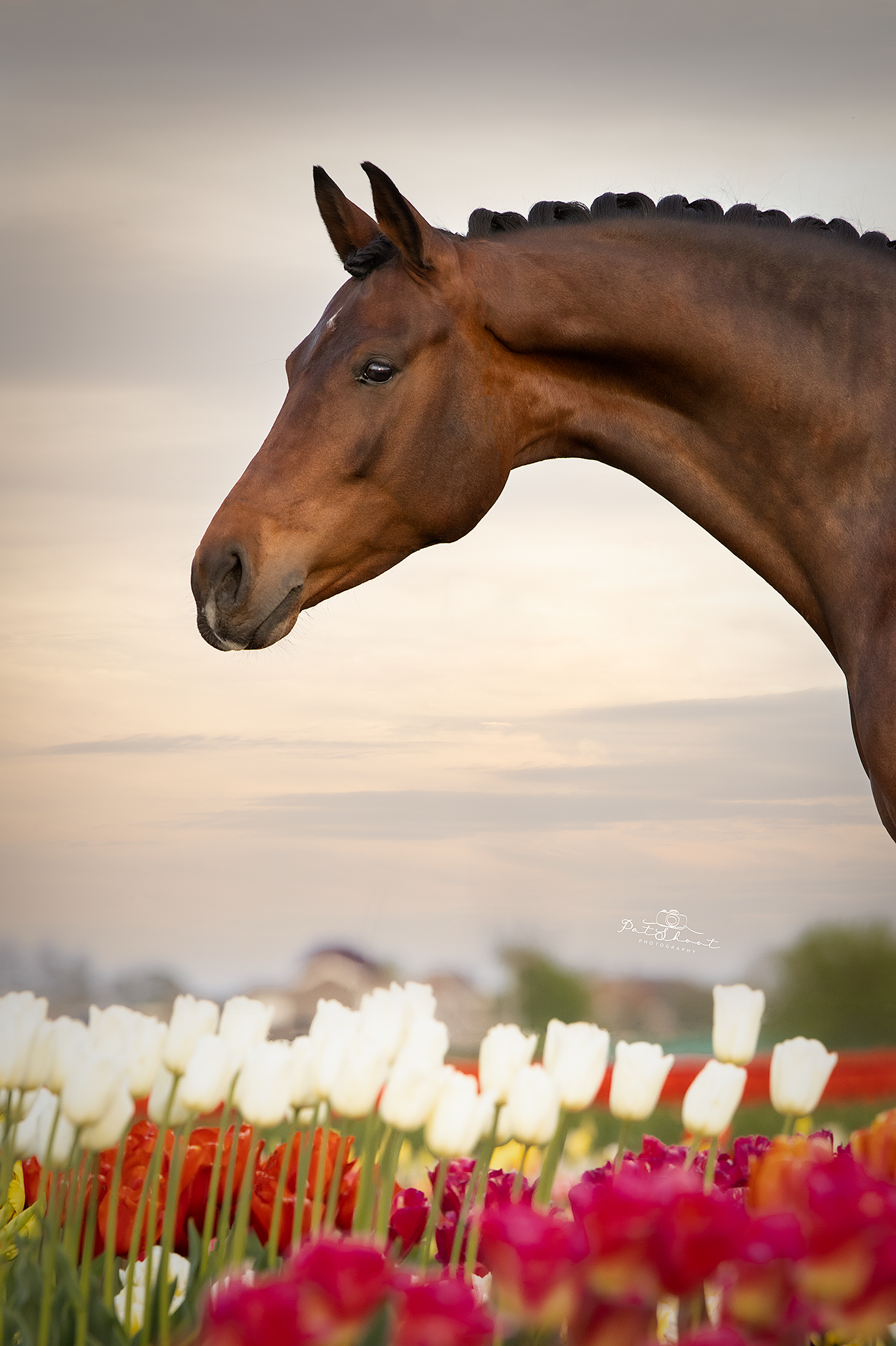 Bruin paard met een gevlochten manen, uitkijkend over een tulpenveld.