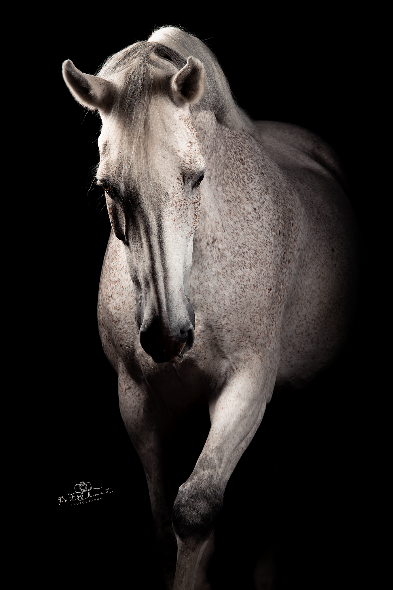 Wit paard, lopend in de richting van de kijker, donkere achtergrond.