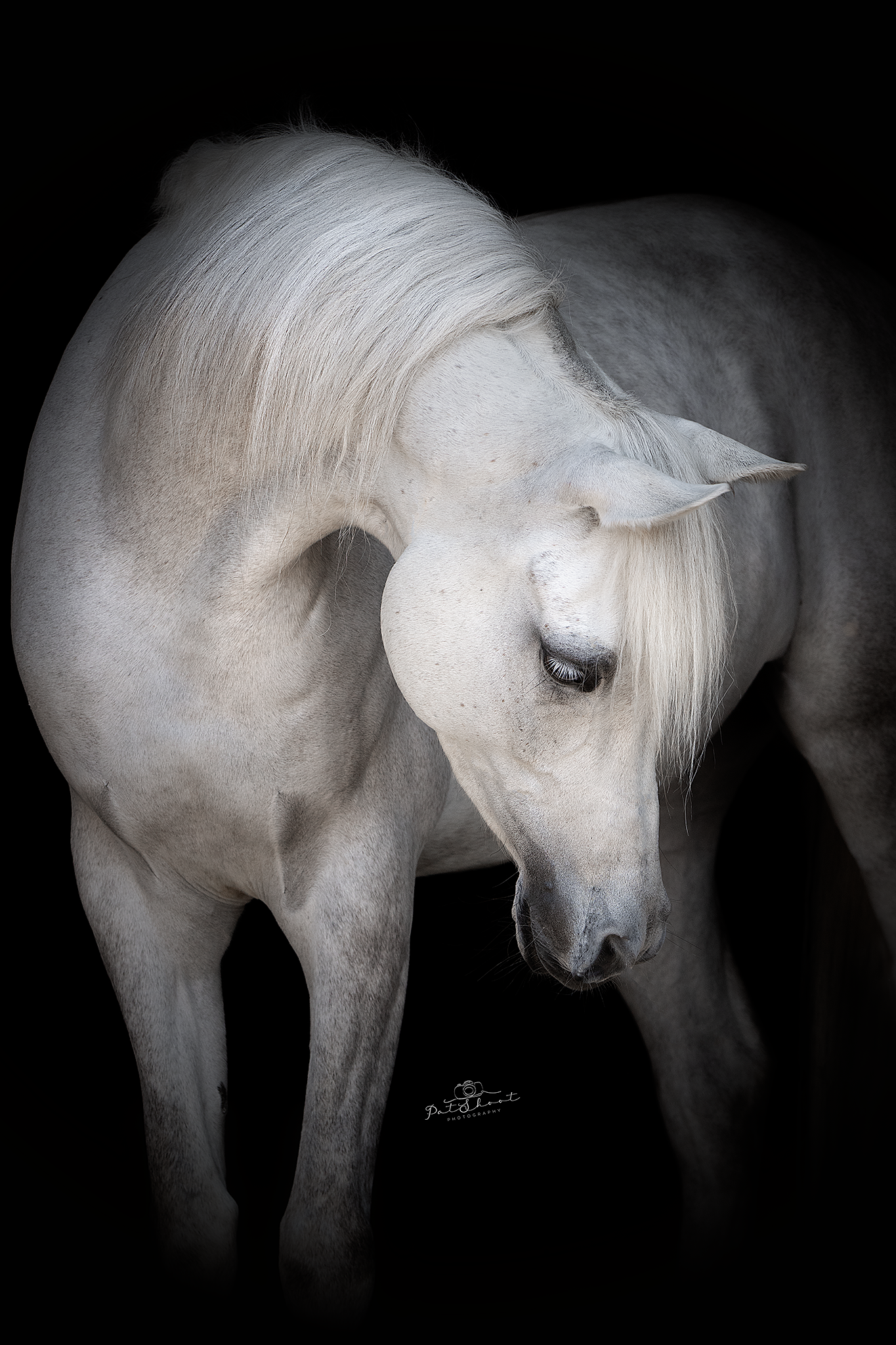 Wit paard met gebogen hoofd en neerwaartse blik, tegen een zwarte achtergrond.
