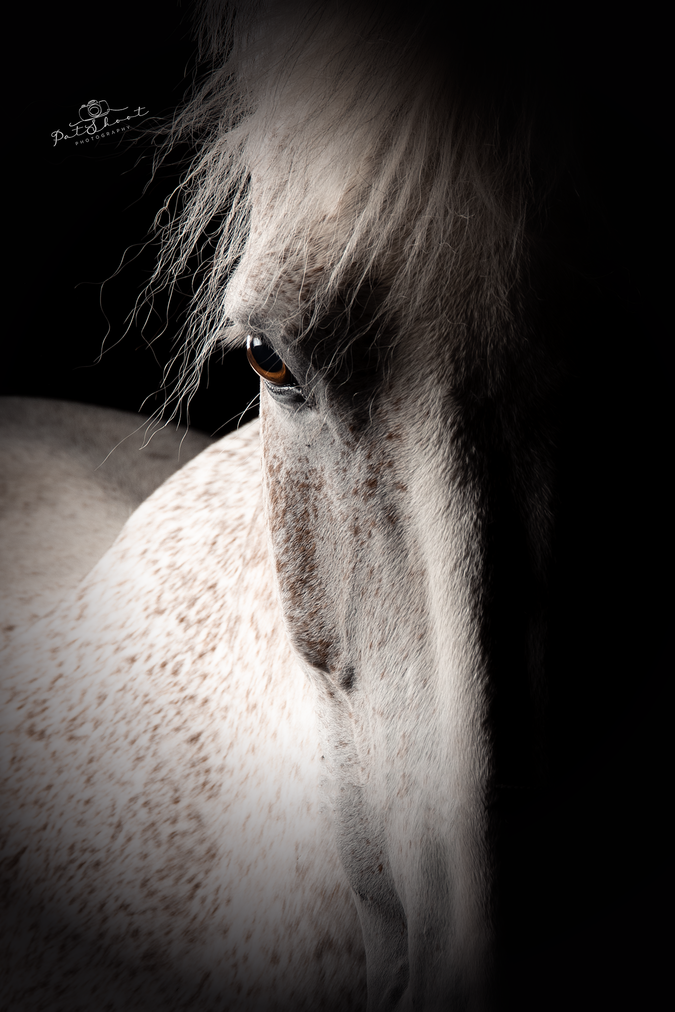 Paardenhoofd met lange manen, verlicht tegen een donkere achtergrond, met details van de ogen en de gespikkelde vacht.