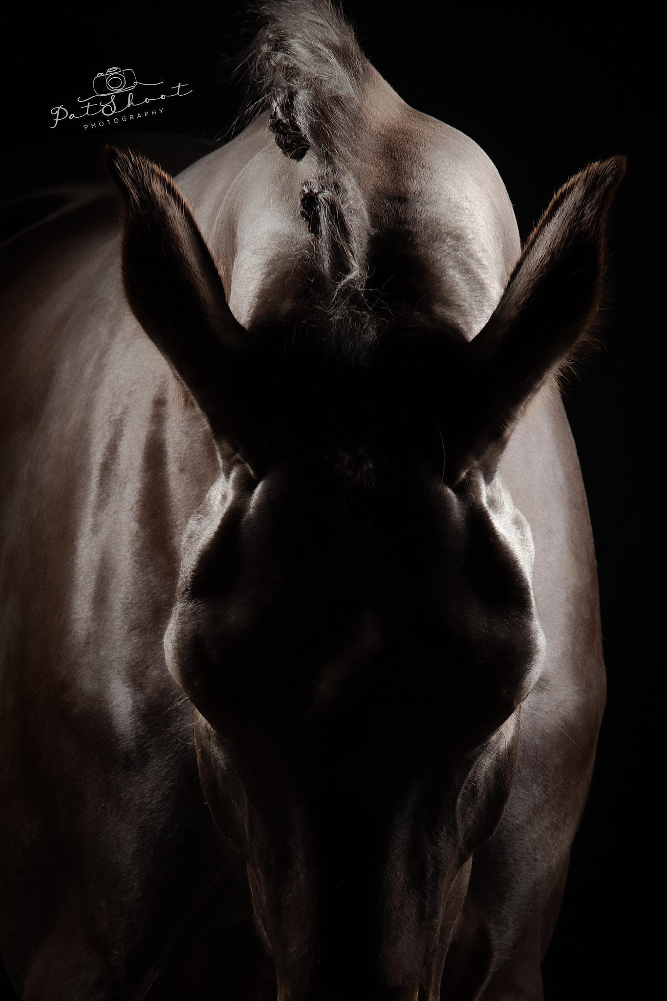 Donkergekleurd paard, kop en oren zichtbaar tegen een zwarte achtergrond.