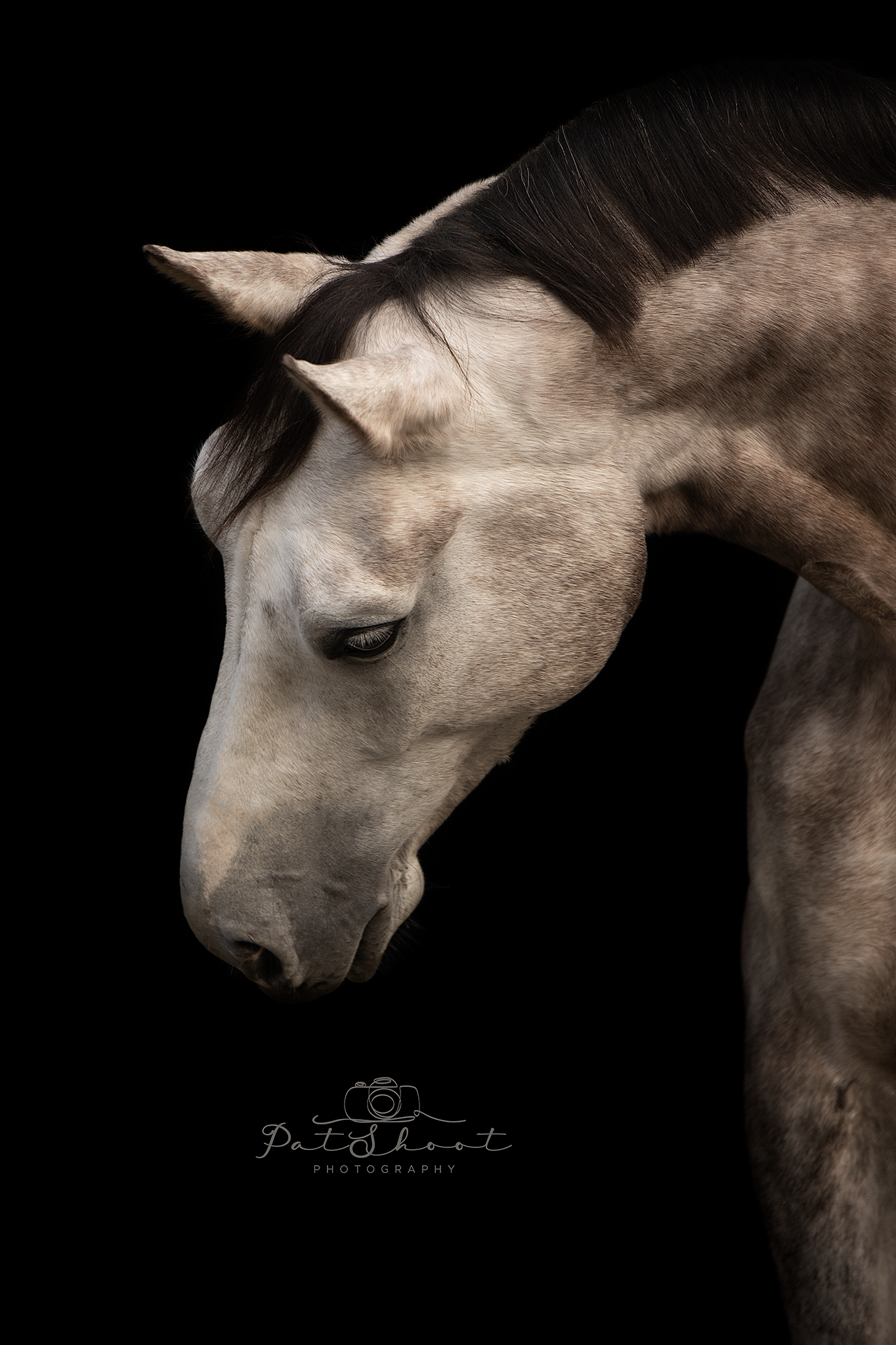 Grijs paard met gebogen hoofd tegen een zwarte achtergrond.