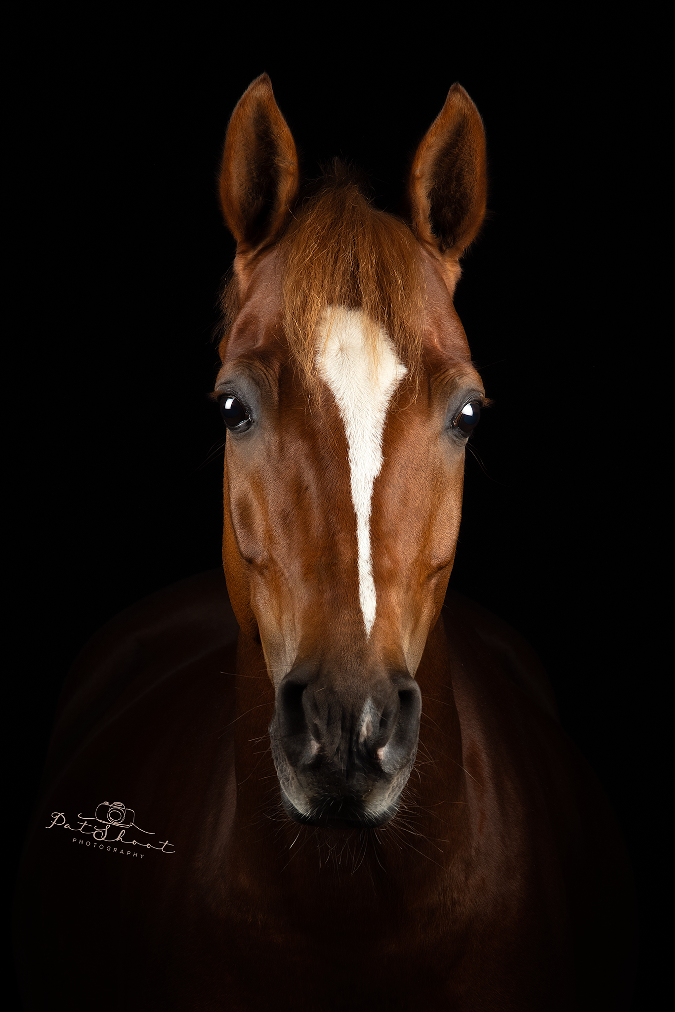Kastanjebruin paardenhoofd met witte bles, tegen een zwarte achtergrond.