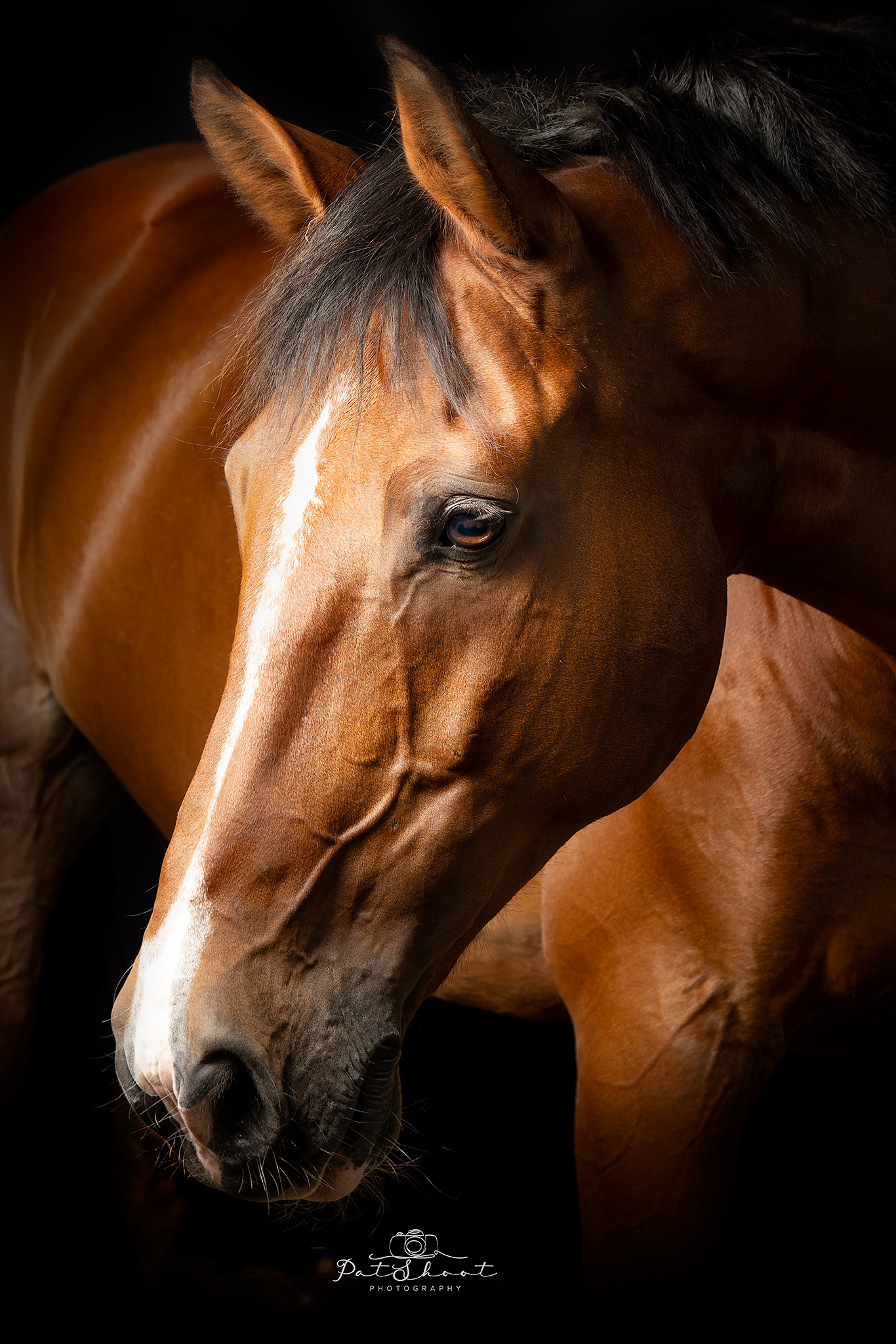 Bruin paard, hoofd en hals in de schaduw, geconcentreerde blik, witte bles, zwarte manen en oren.