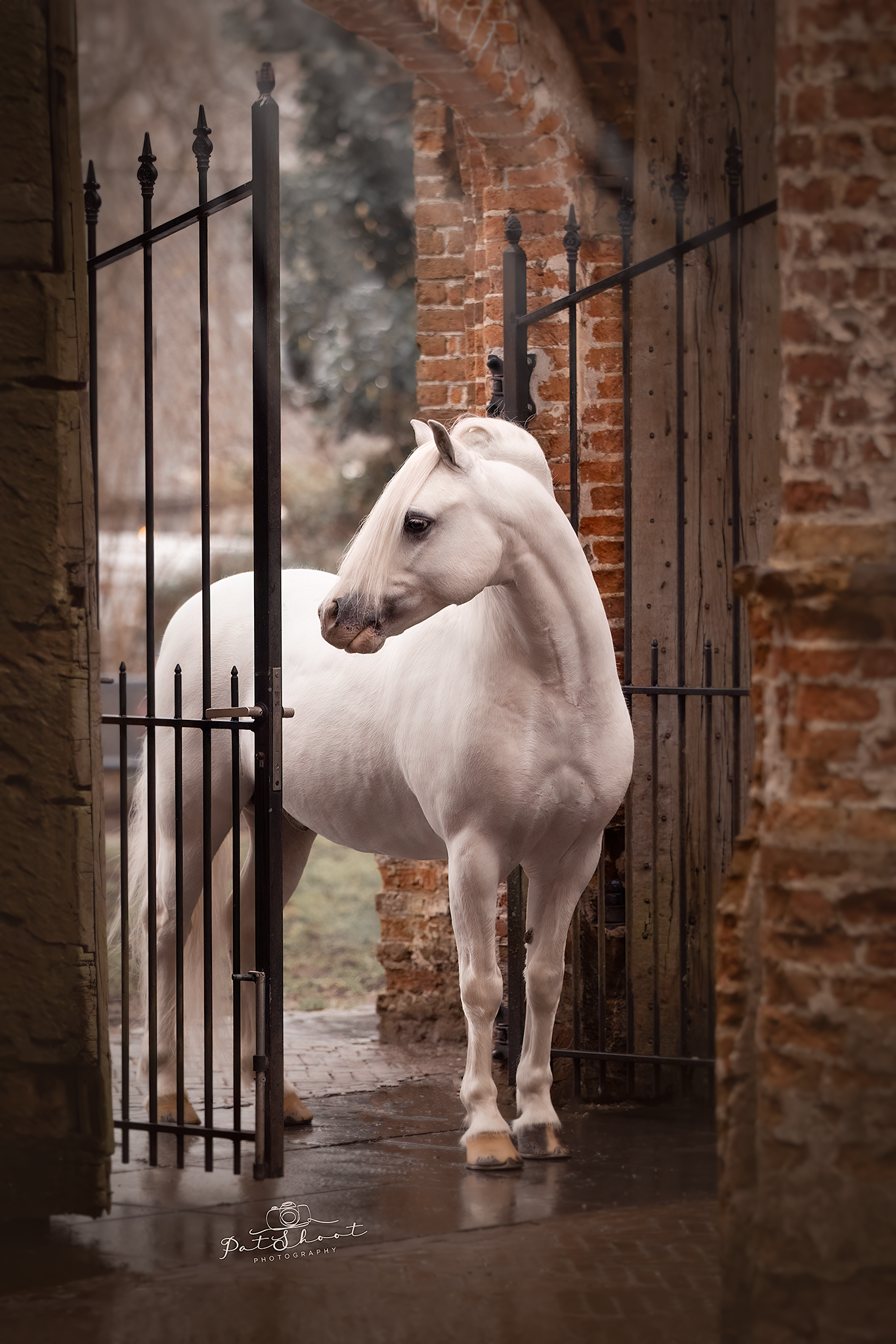 Een wit paard staat in een boogvormige deuropening en kijkt opzij, achter een zwart smeedijzeren hek.