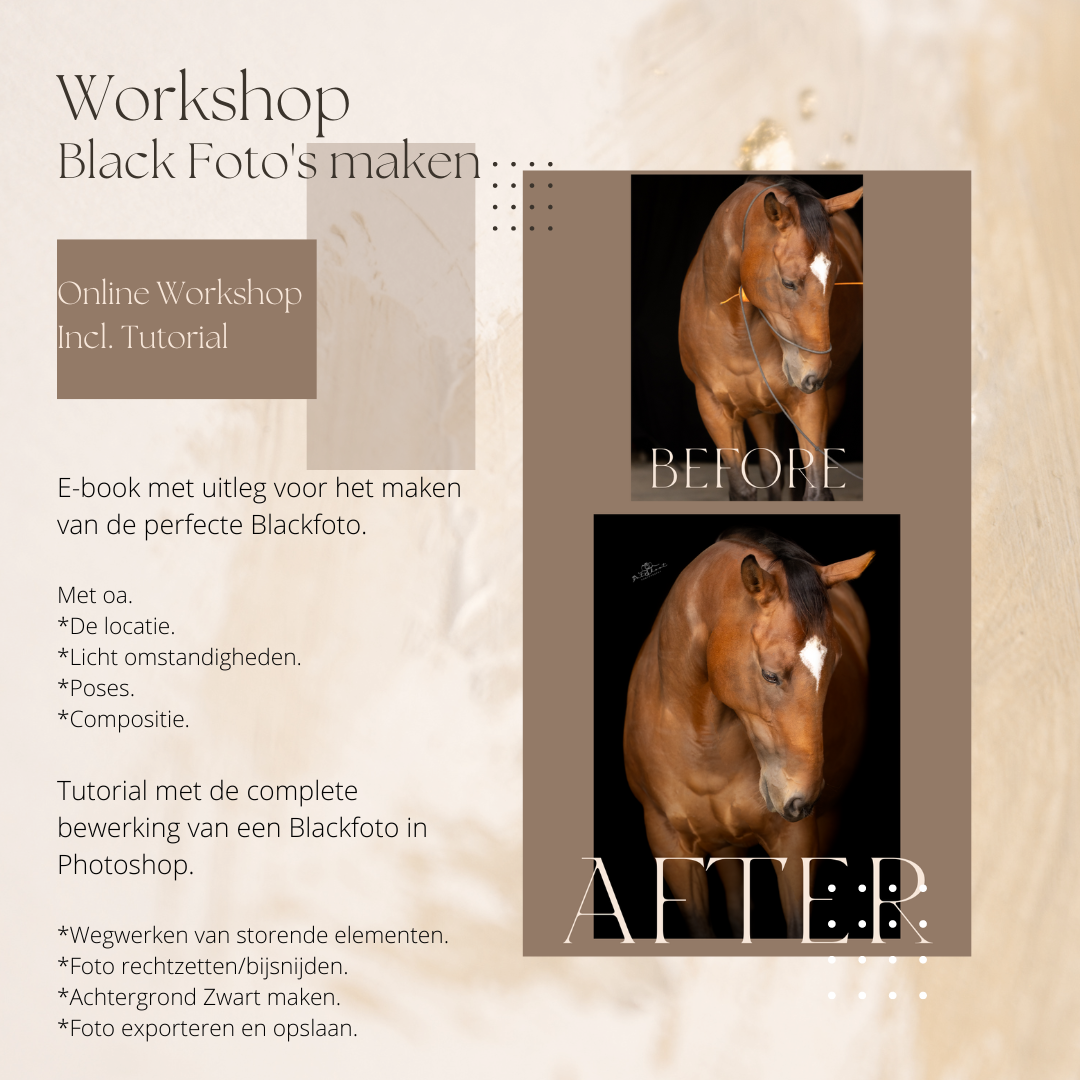 Workshop paardenfotografie Workshop Paardenfotografie-Paarden fotograferen-Paardenfotografie voor beginners-Paardenfotografie cursus