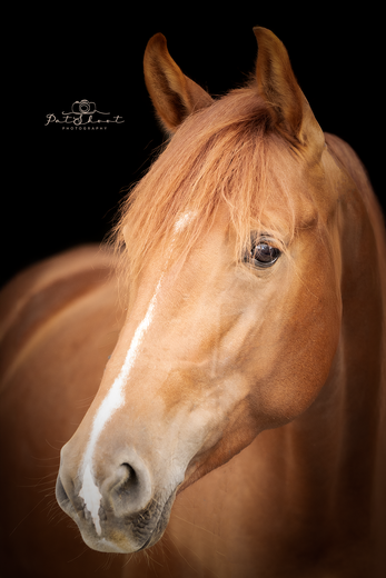 Kastanjebruin paard met een witte bles, tegen een zwarte achtergrond.