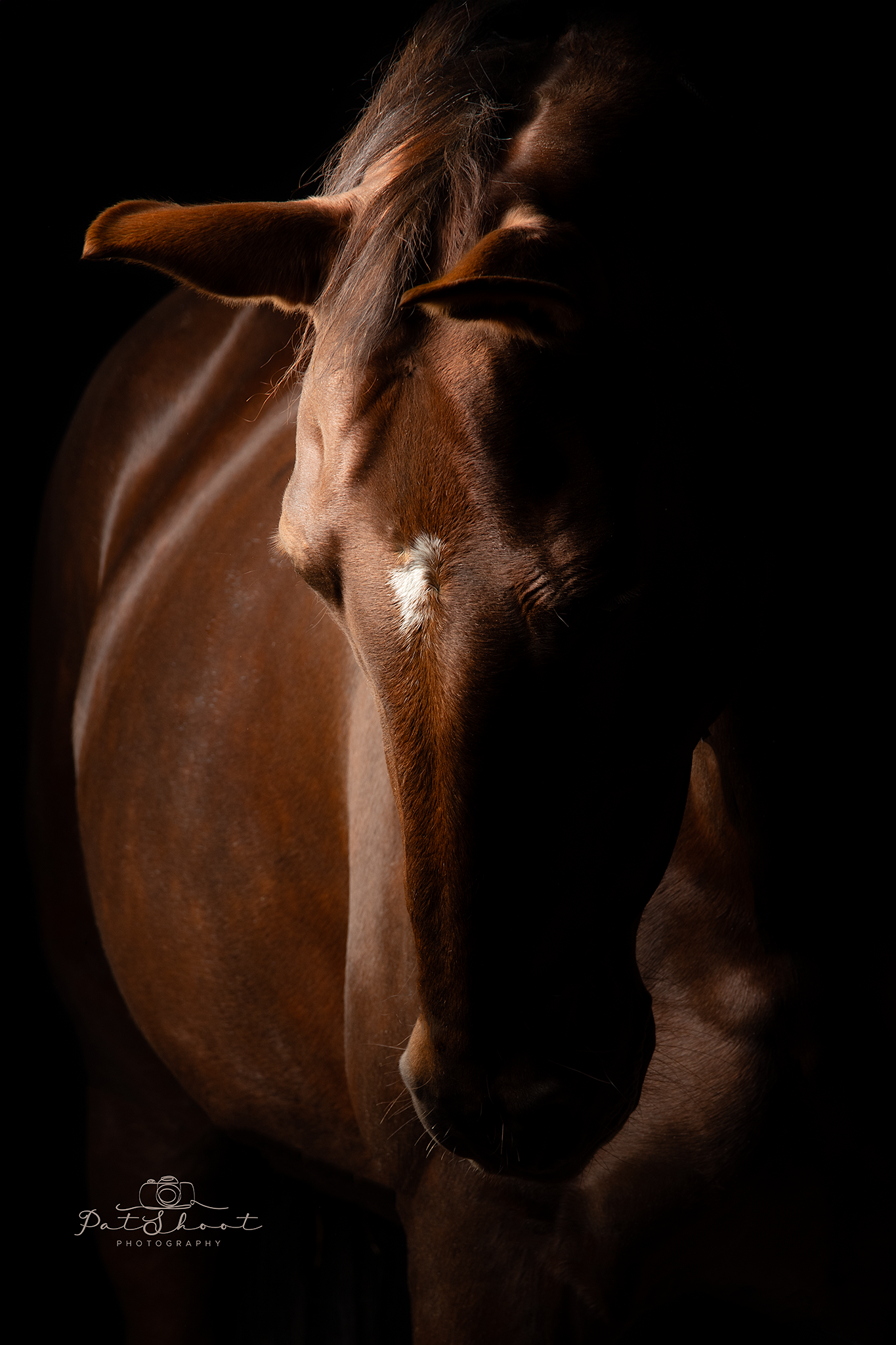 Bruin paard in dramatisch licht, hoofd in de schaduw, met een lichte plek op zijn voorhoofd.