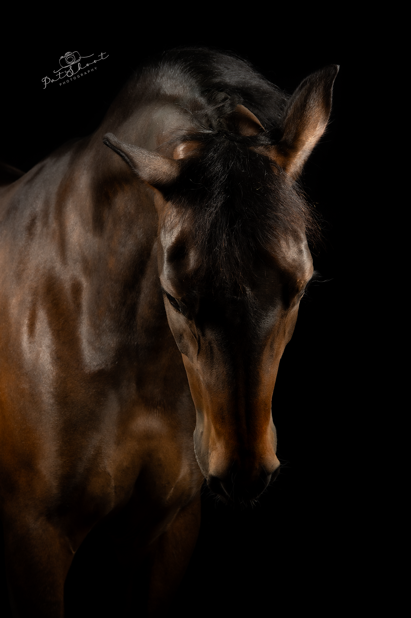 Donkerbruin paard met een glanzende vacht tegen een zwarte achtergrond.