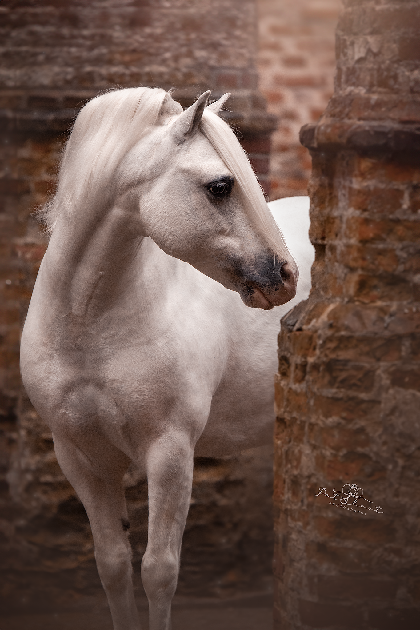 Een wit paard staat bij bakstenen pilaren.