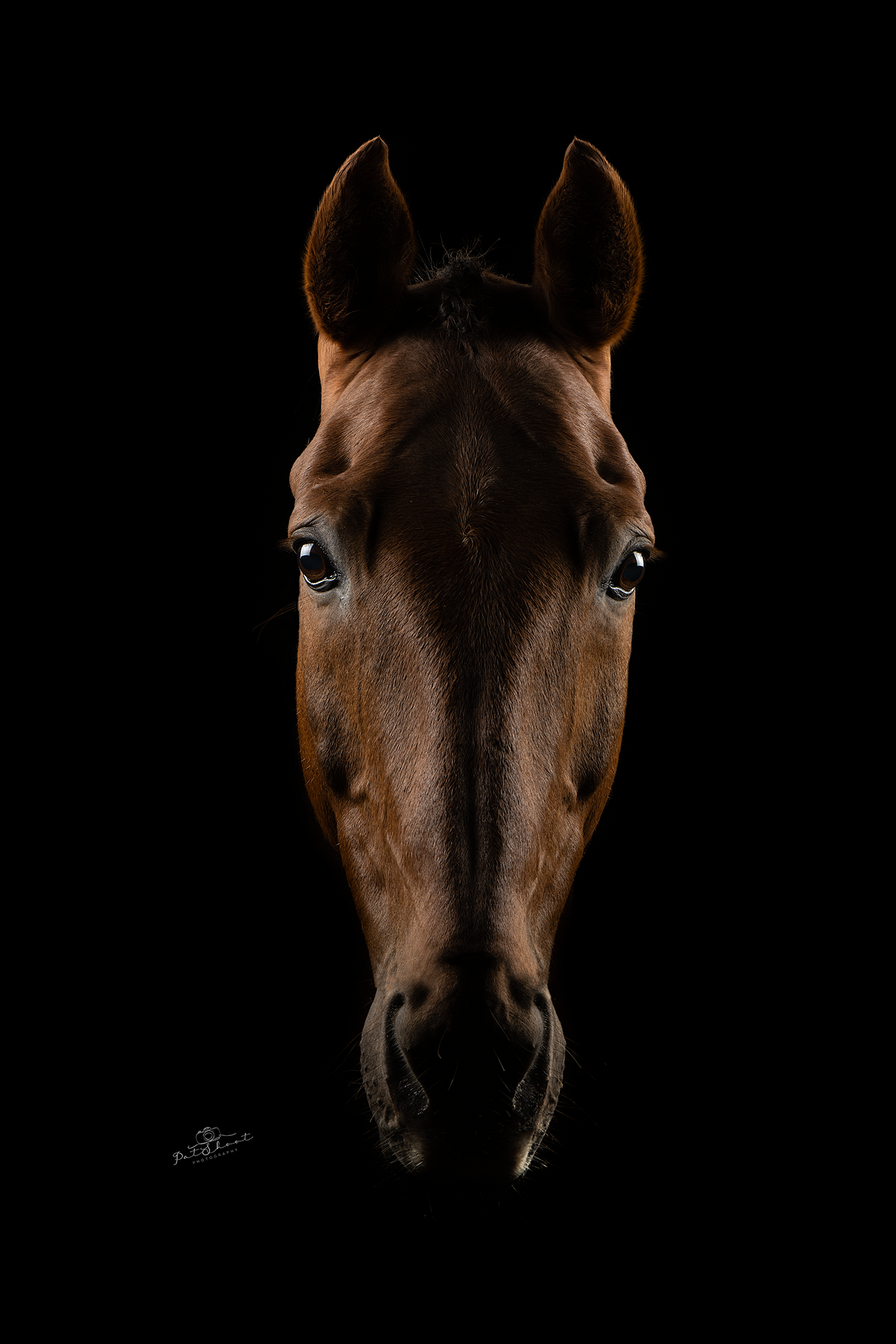 Paardenhoofd met donkerbruine vacht tegen een zwarte achtergrond. Geconcentreerde ogen.