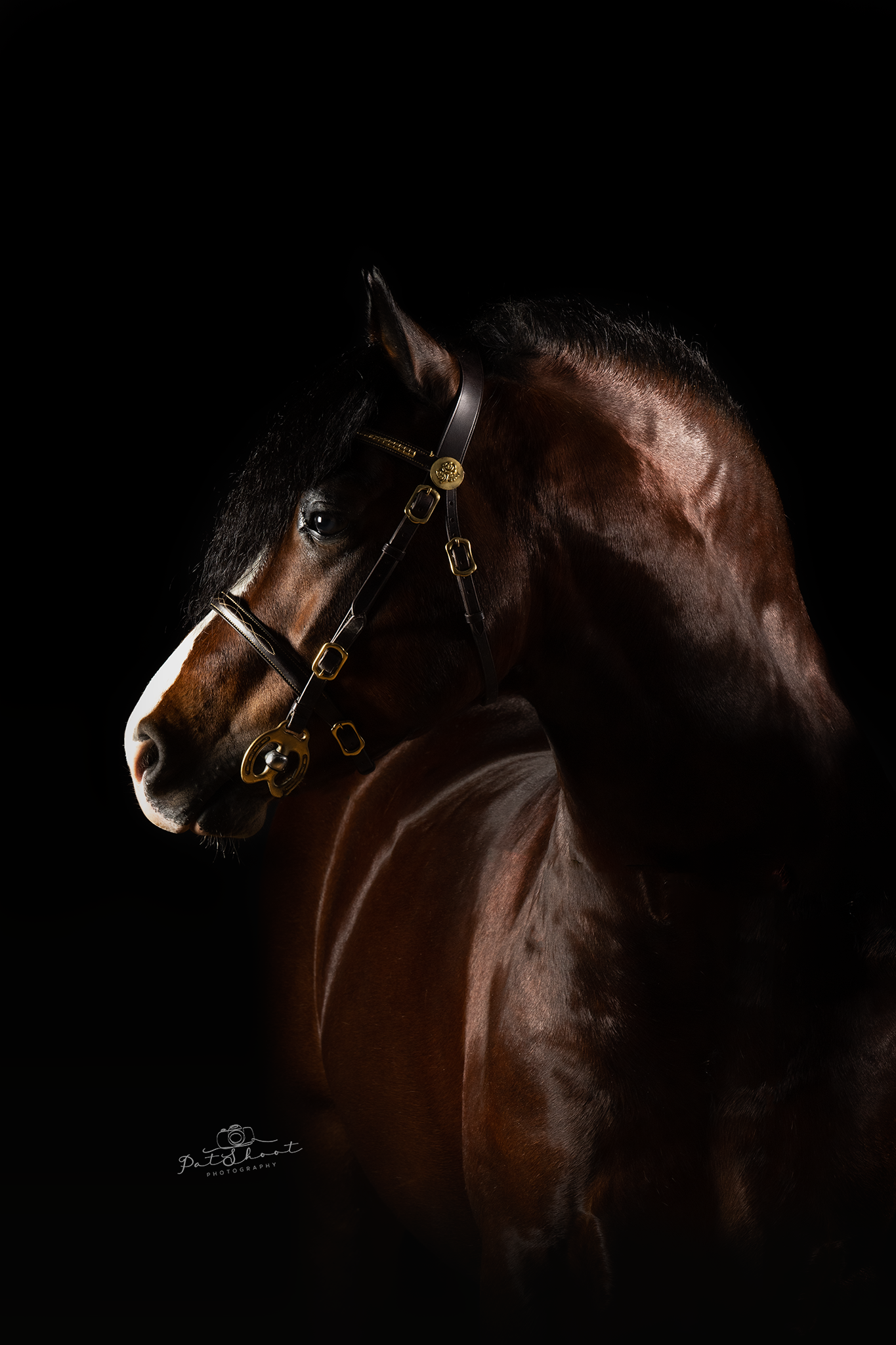 Donkerbruin paard met hoofdstel, hoofd in profiel tegen een zwarte achtergrond.