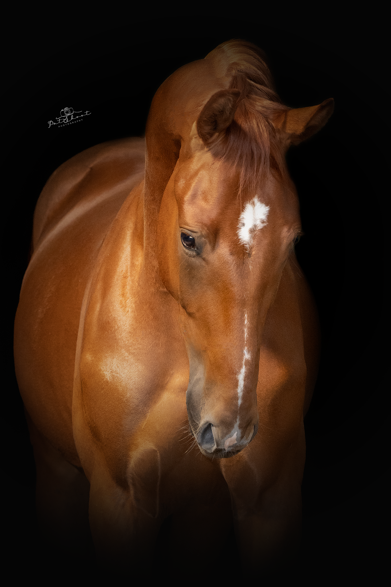 Kastanjebruin paard met witte bles en ster tegen een zwarte achtergrond, naar beneden kijkend, oren naar voren.