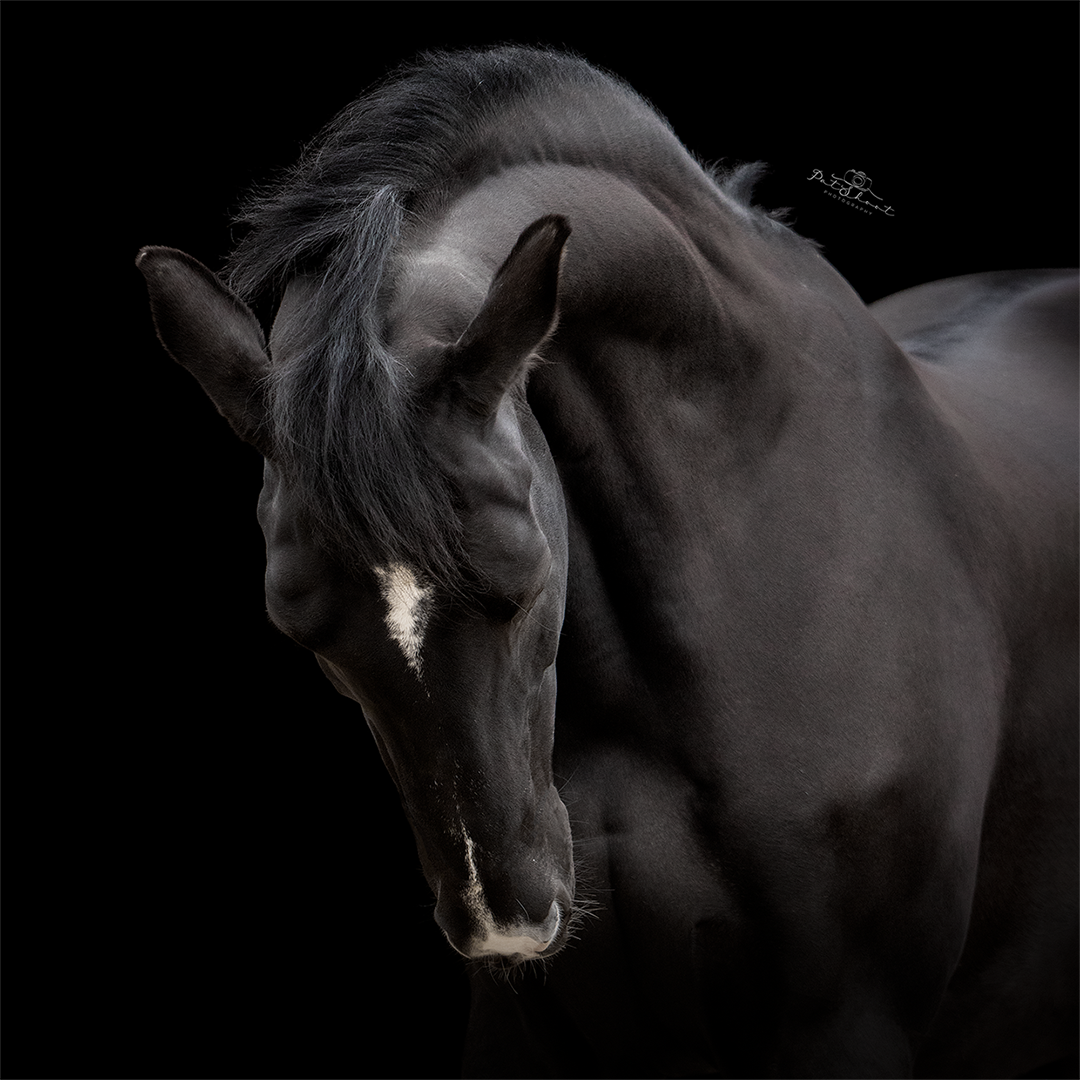 Zwart paard met witte ster op het voorhoofd, hoofd gebogen, donkere achtergrond.